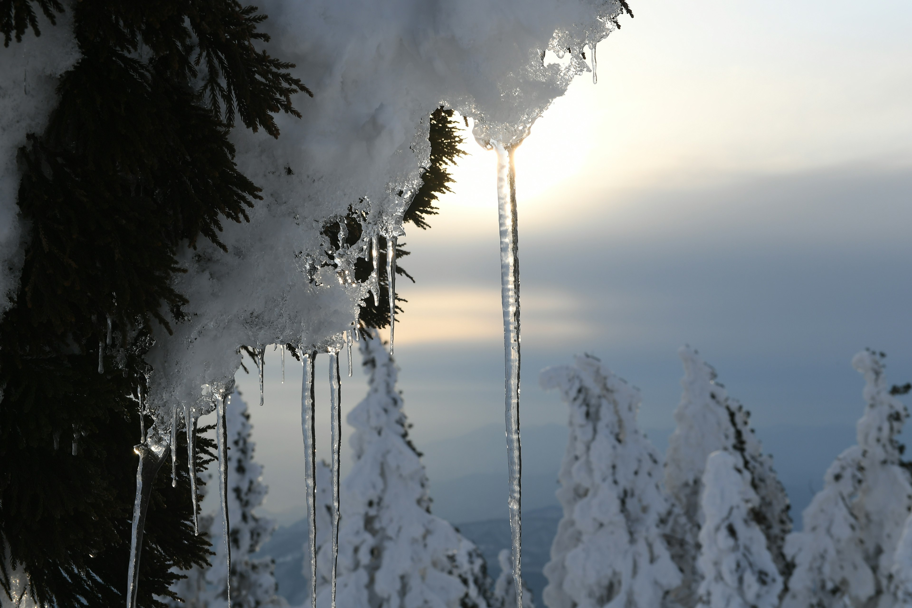 눈으로 덮인 나무와 icicle이 있는 겨울 풍경