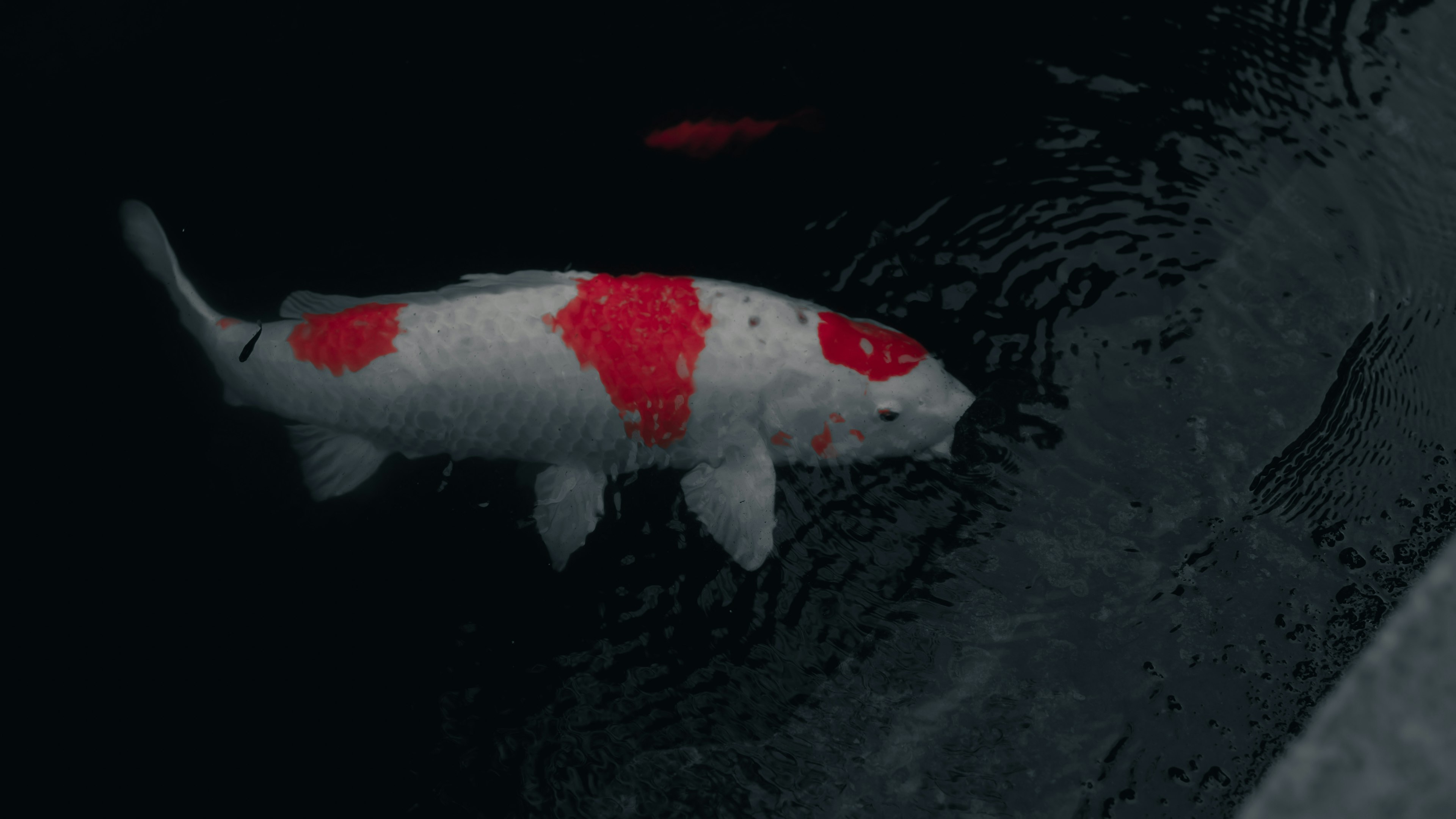 Un pesce koi bianco con macchie rosse che nuota in acqua scura