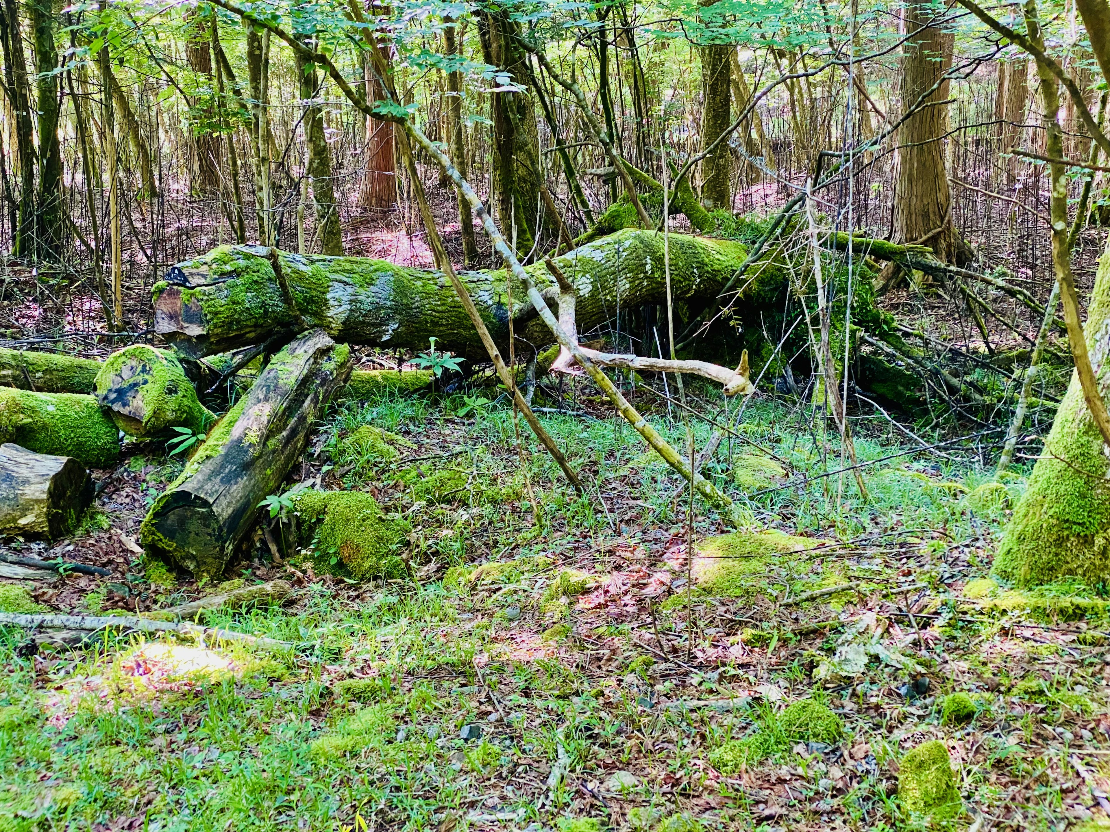 Scène forestière avec des bûches tombées recouvertes de mousse et de verdure