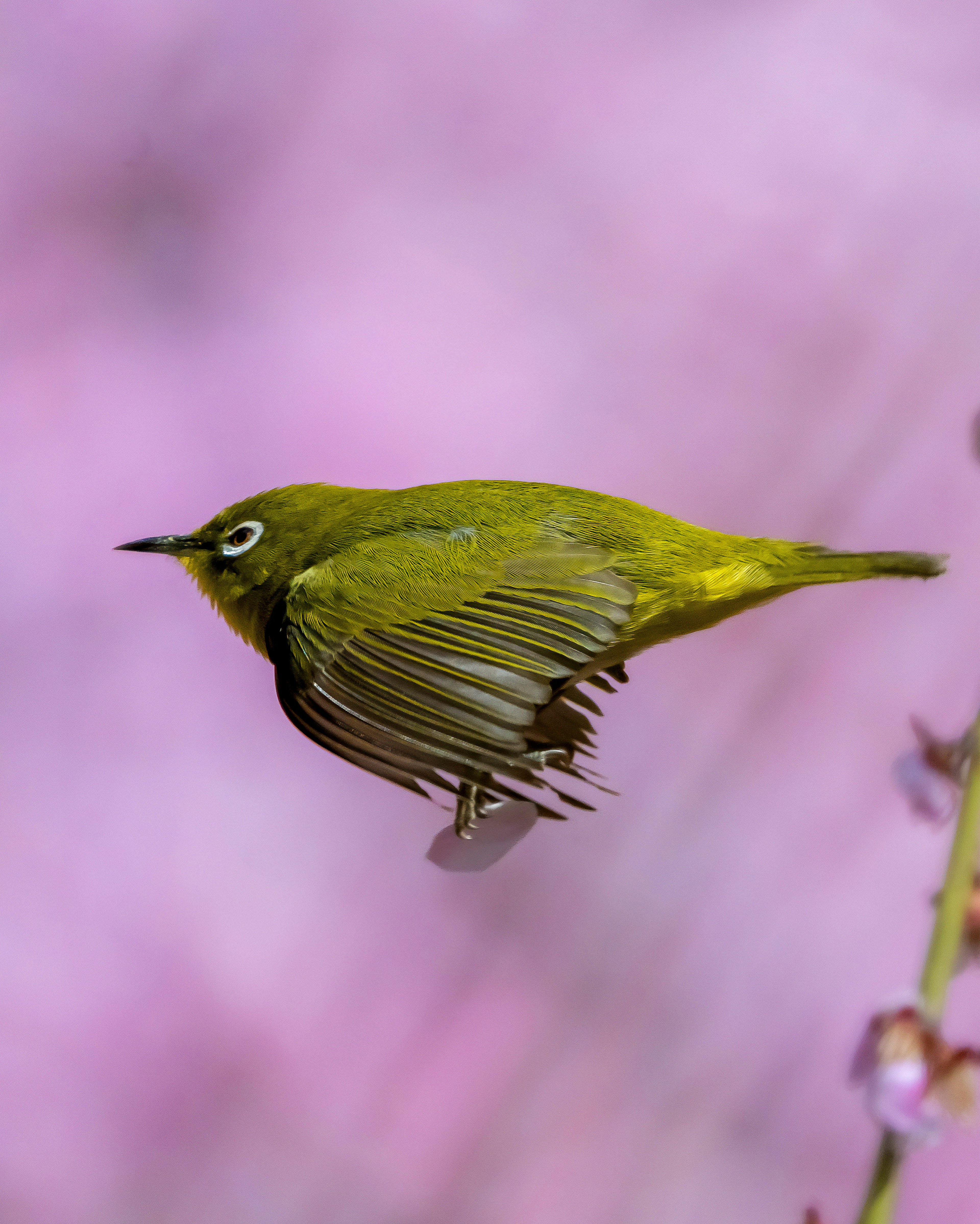 A flying Japanese white-eye bird with a pink flower background