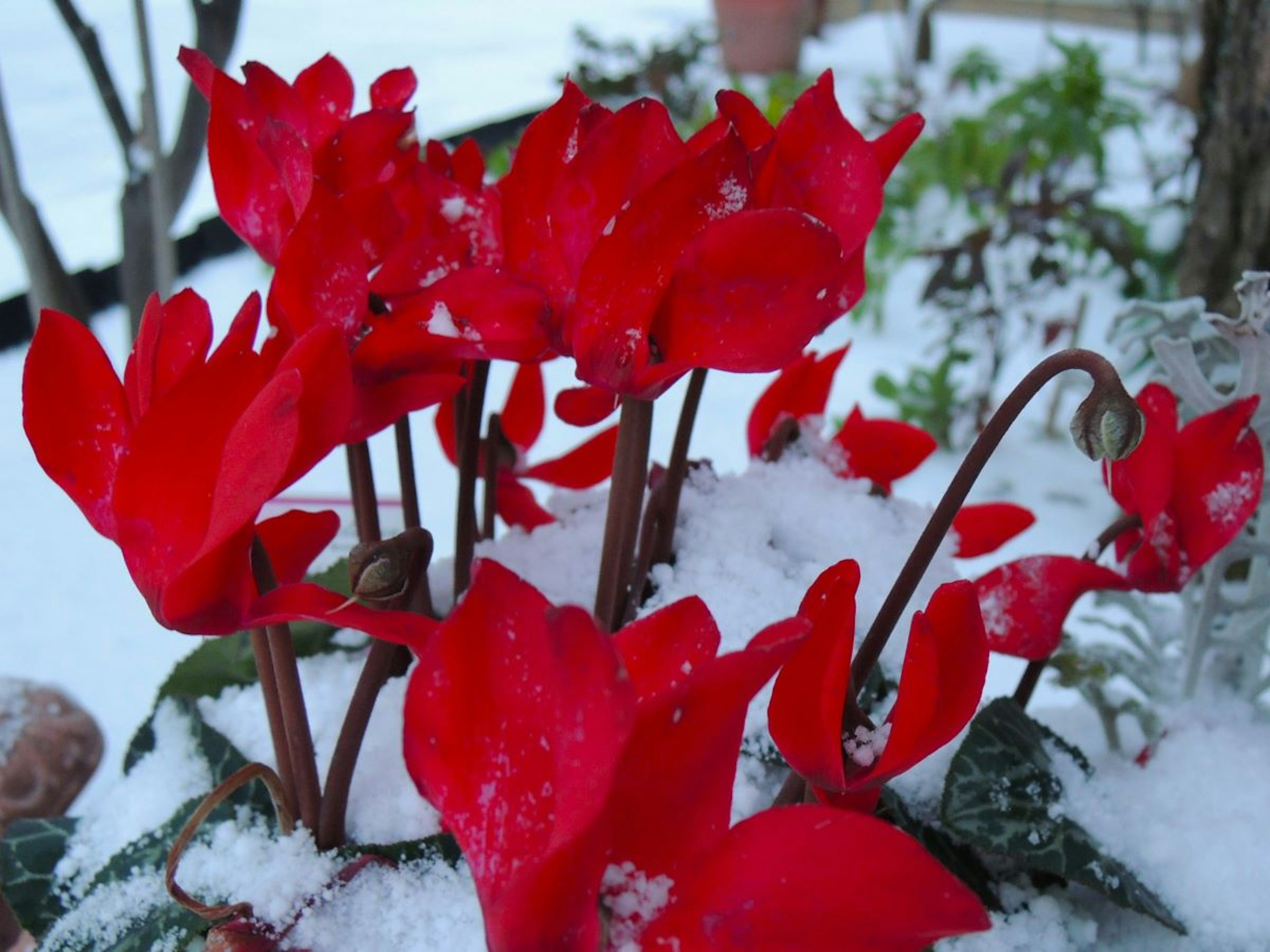 雪の中で咲く鮮やかな赤いシクラメンの花