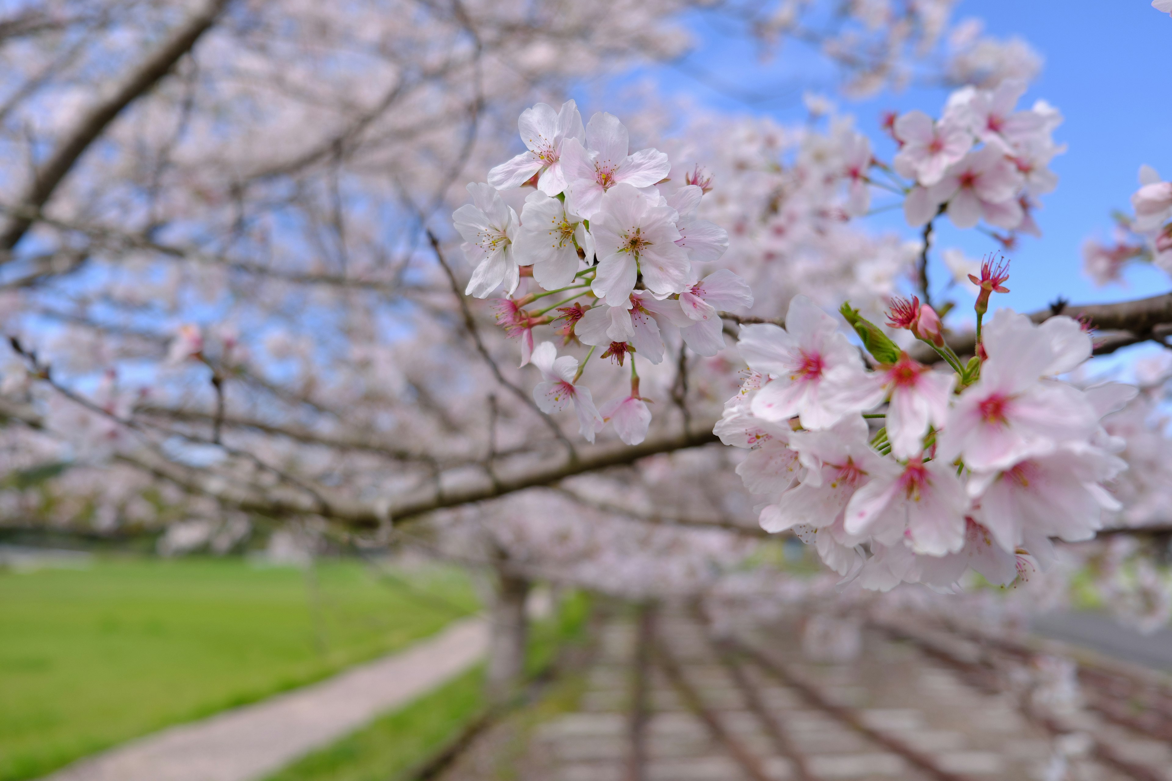 Primer plano de ramas de cerezo con flores rosas contra un cielo azul y césped verde