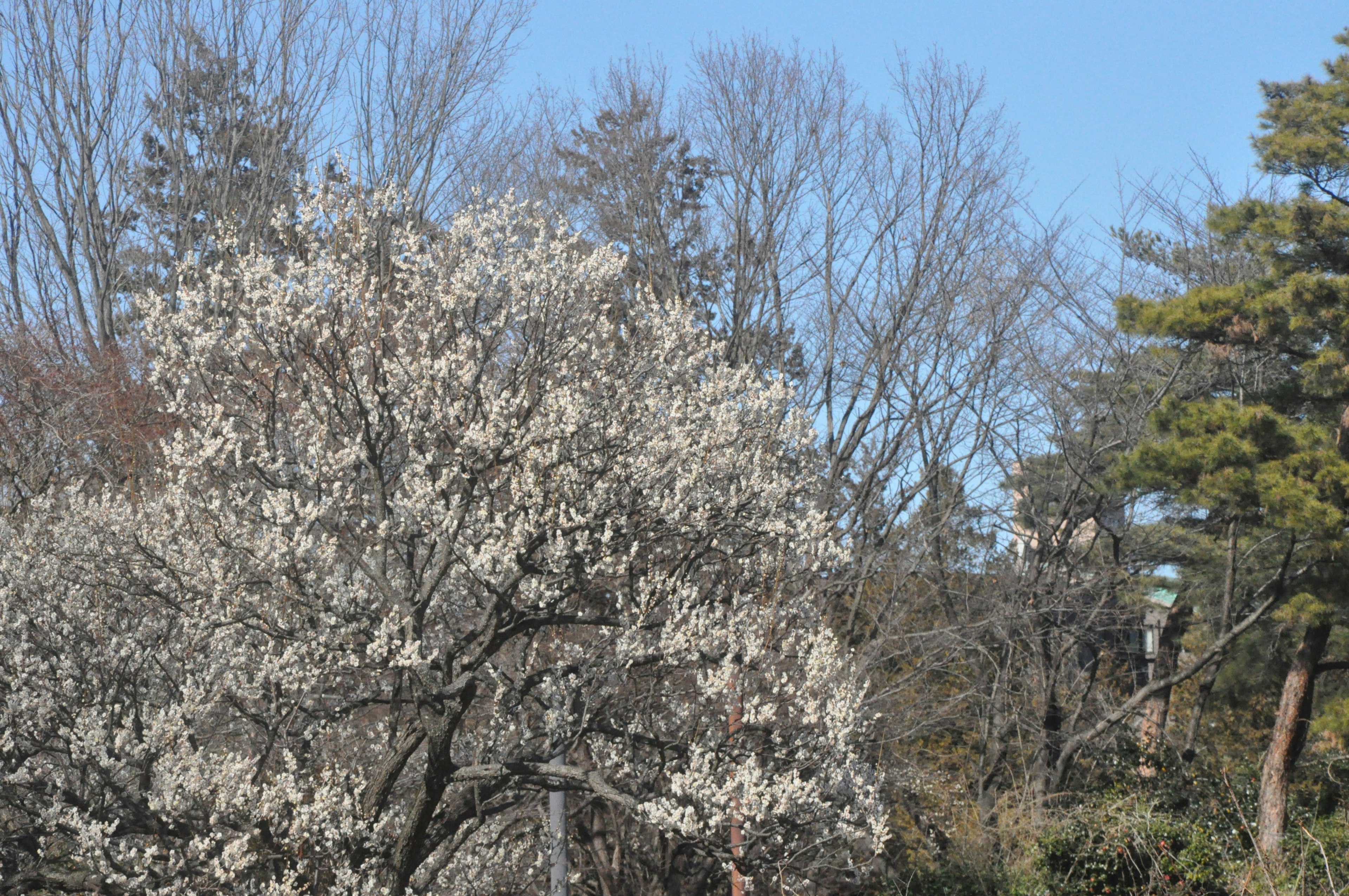 Baum mit weißen Blüten vor einem klaren blauen Himmel