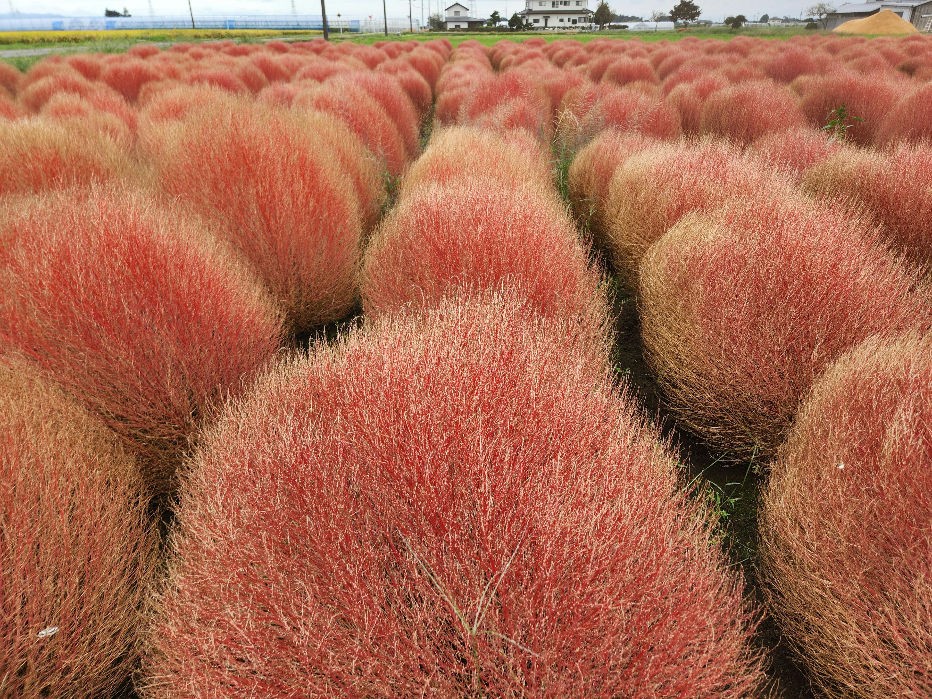 赤い草の球状の植物が整然と並んでいる風景