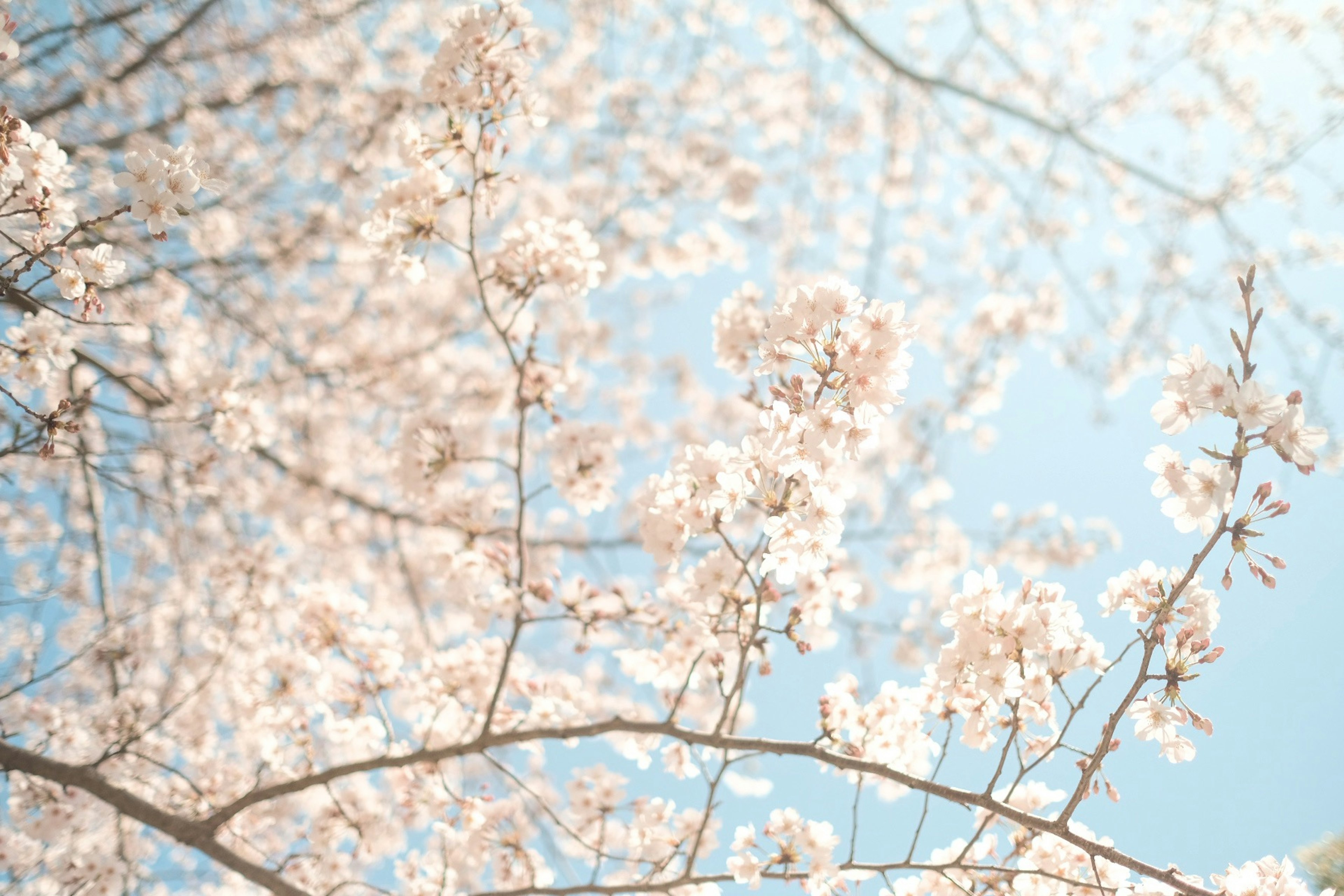 Cherry blossom branches in full bloom against a blue sky