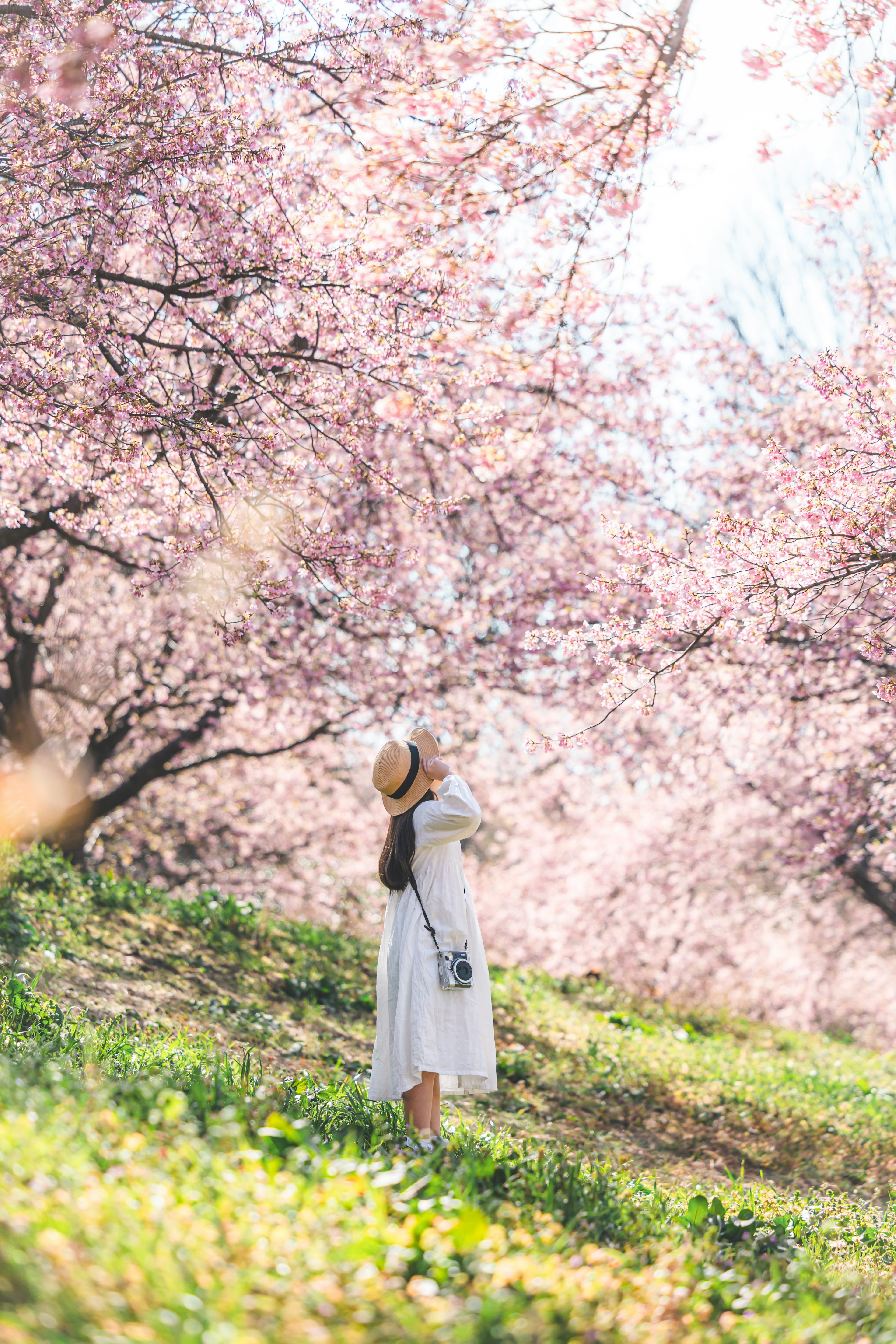 A woman in a white dress looking up joyfully under blooming cherry blossom trees