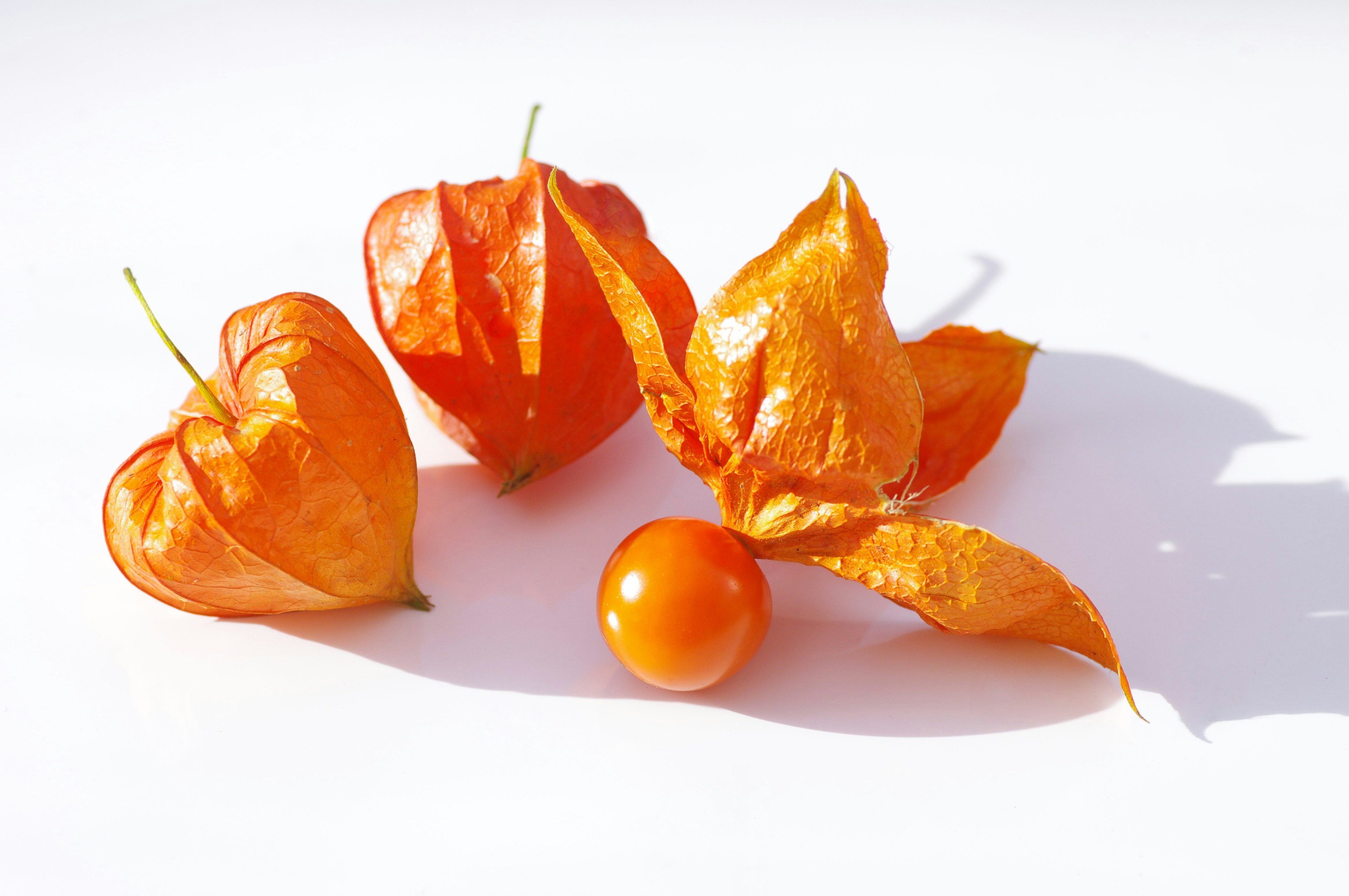 Bright orange fruits with papery husks arranged on a white background