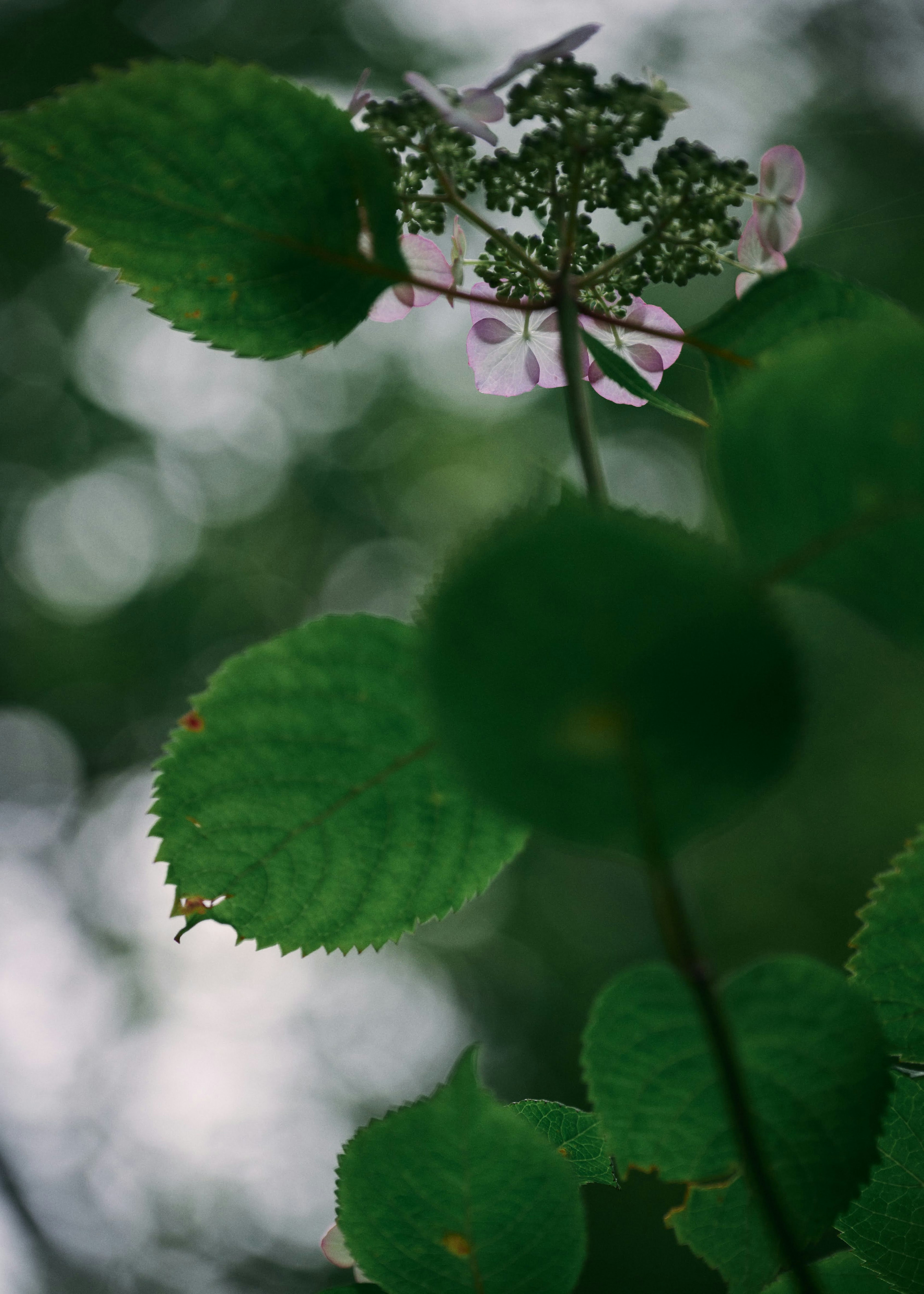 Close-up of a plant featuring green leaves and pale purple flowers