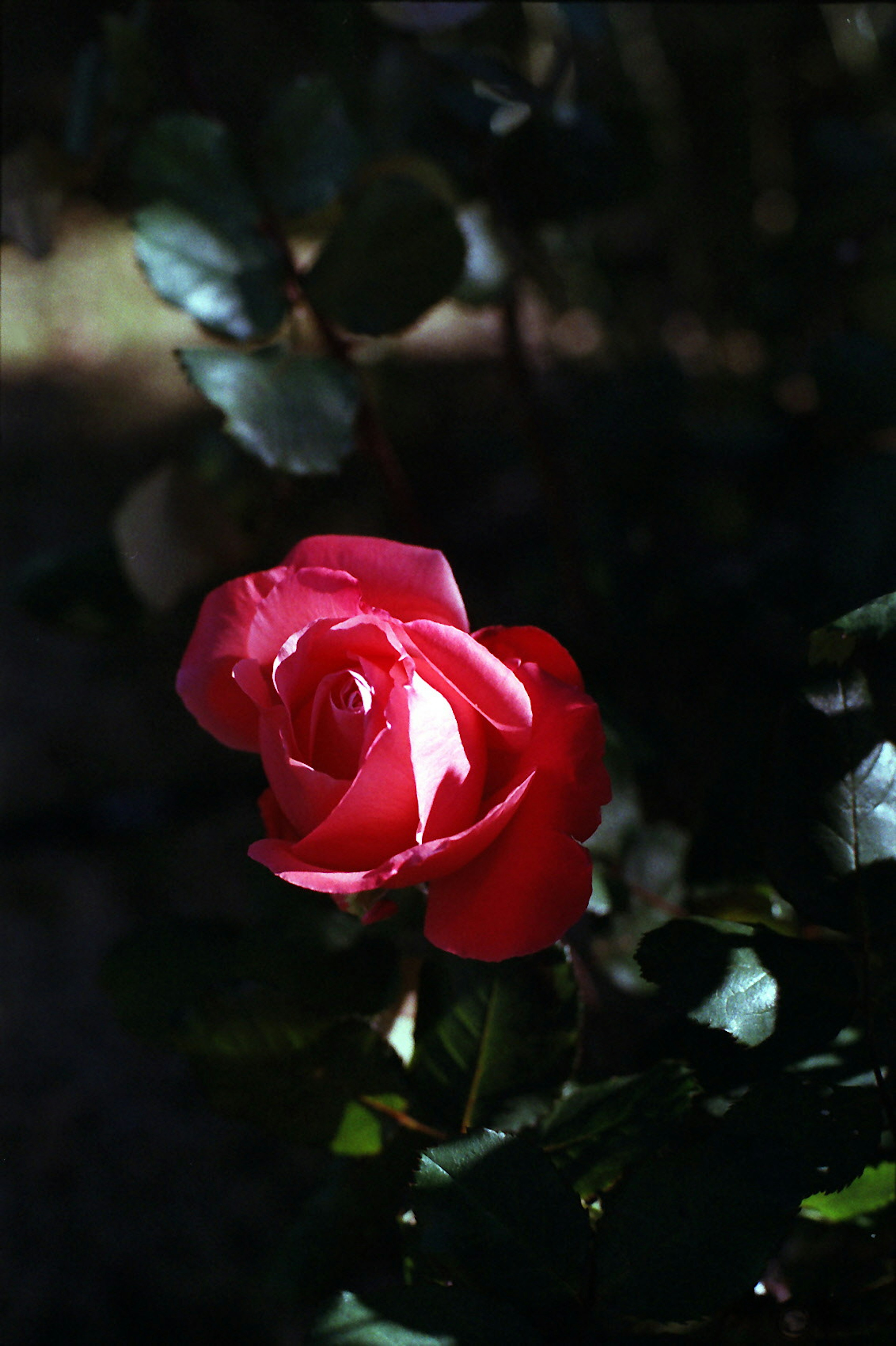 A red rose flower illuminated against a dark background