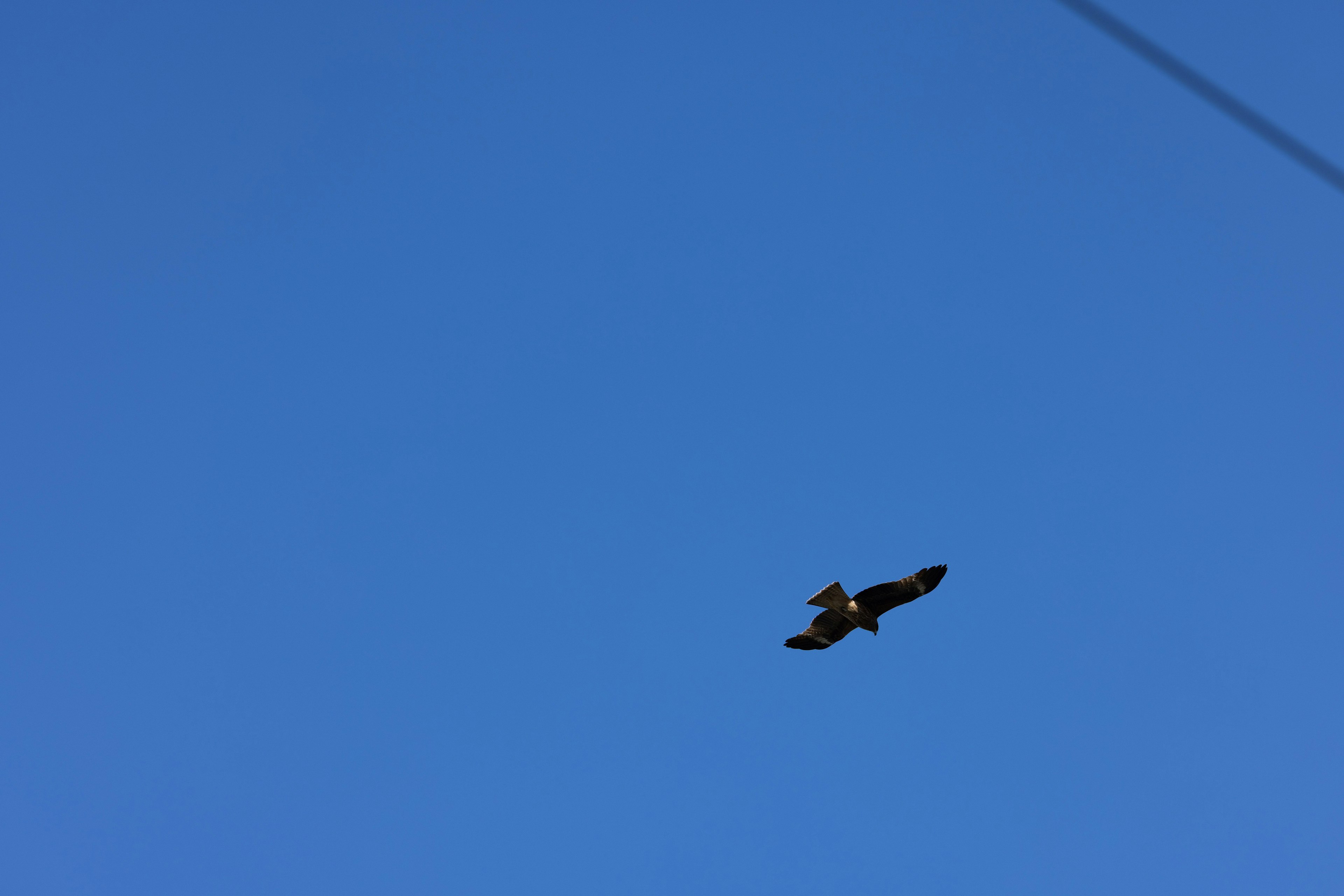 Un halcón volando contra un cielo azul claro