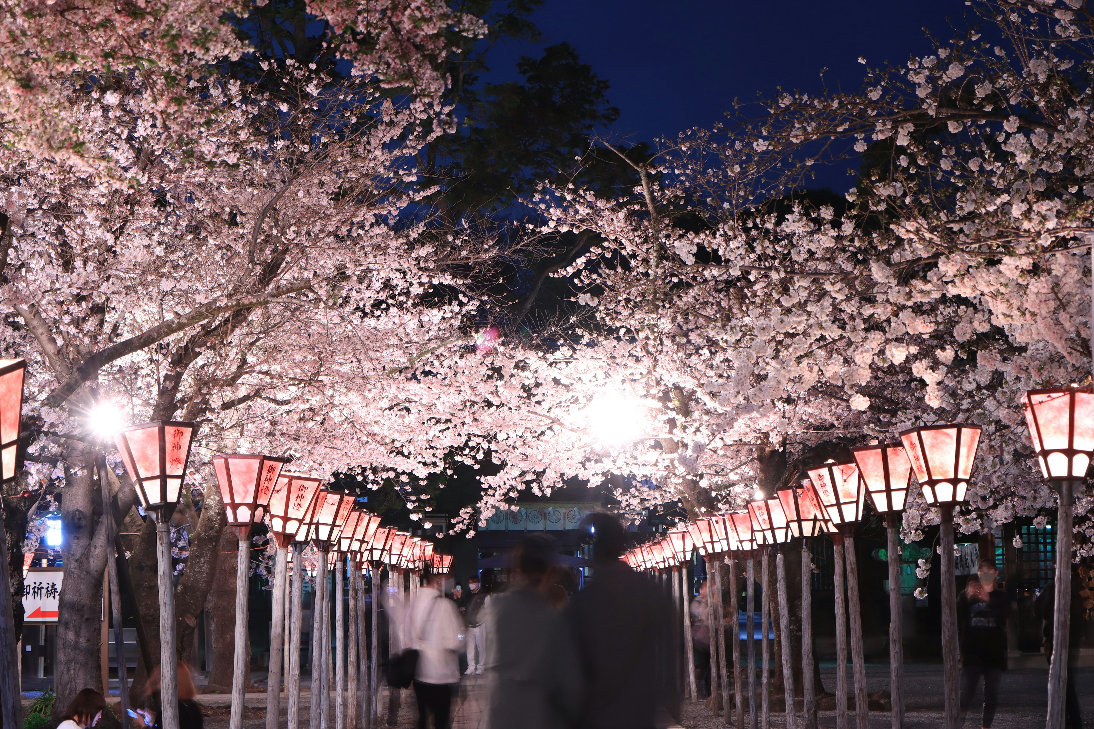 夜桜の下に並ぶ提灯と人々