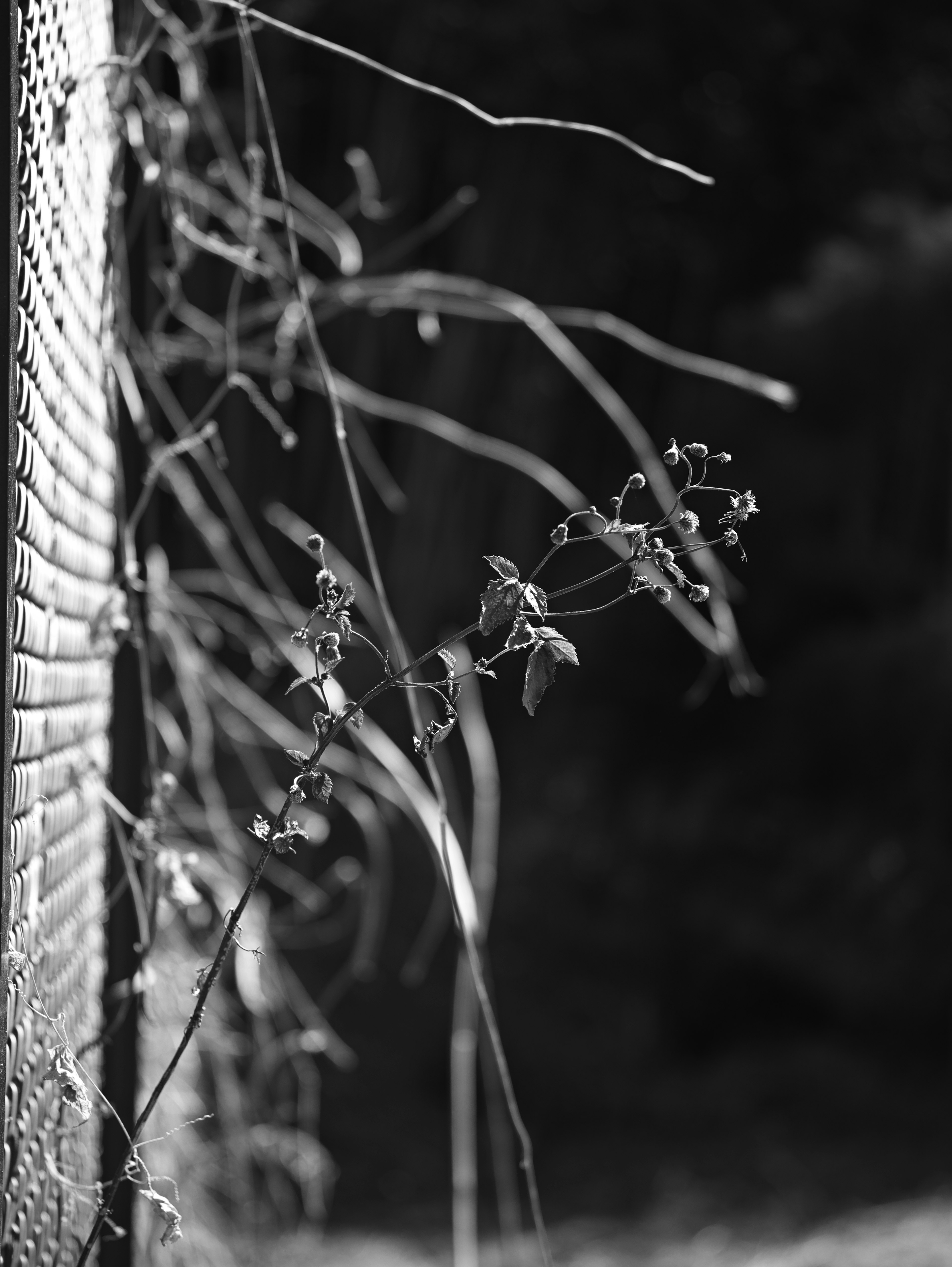 Imagen en blanco y negro de ramas y hojas de planta entrelazadas con una pared texturizada