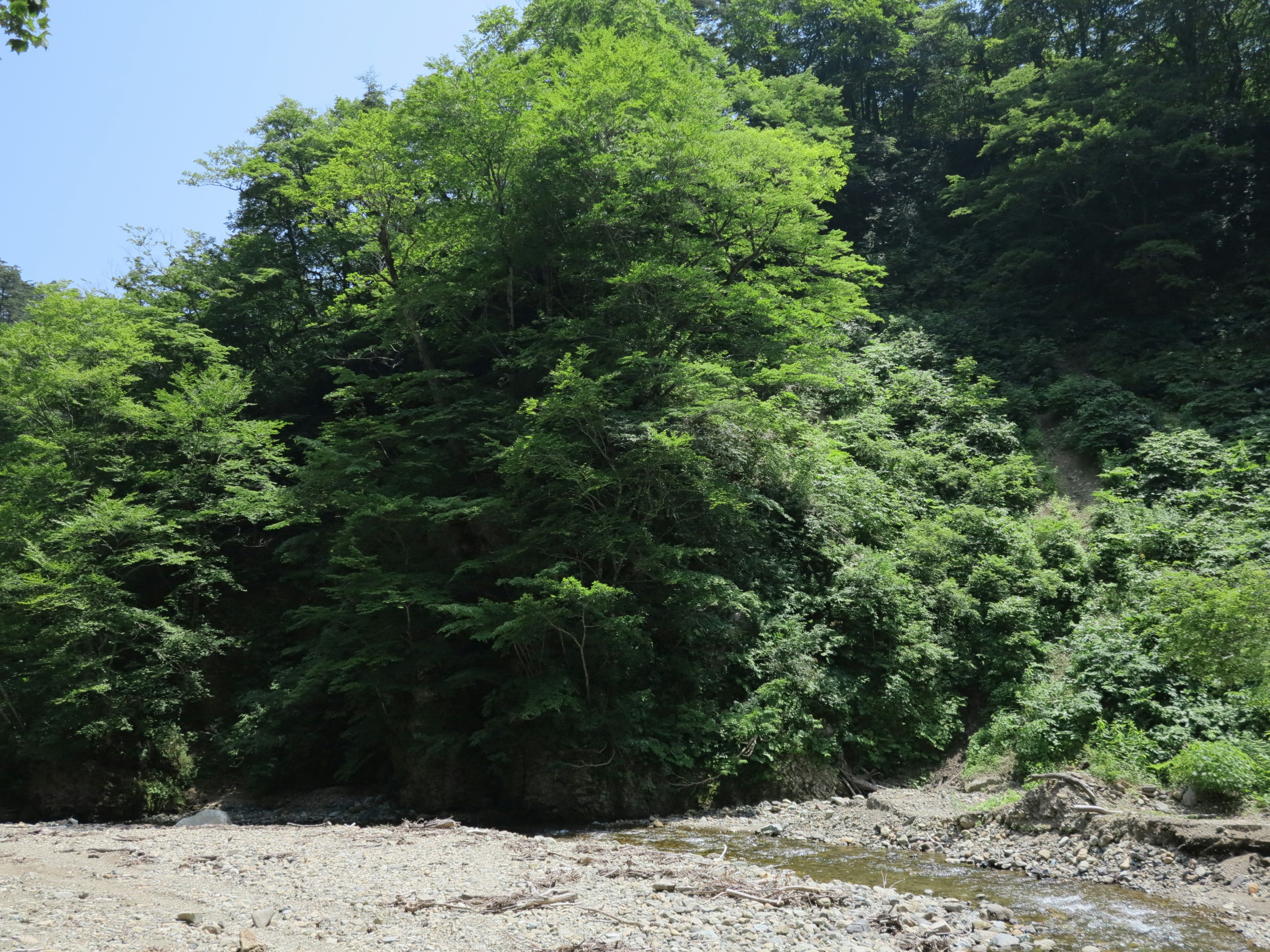 Lush green trees and a clear stream in a natural setting