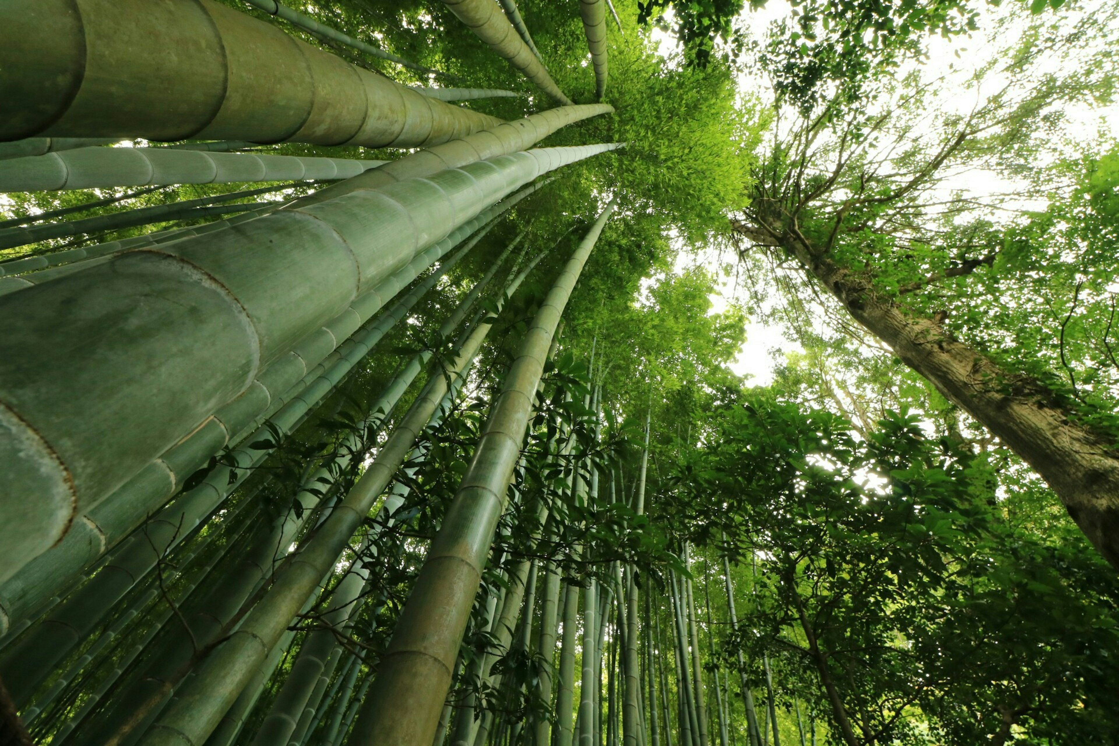 Batang bambu tinggi dengan daun hijau lebat mengarah ke langit