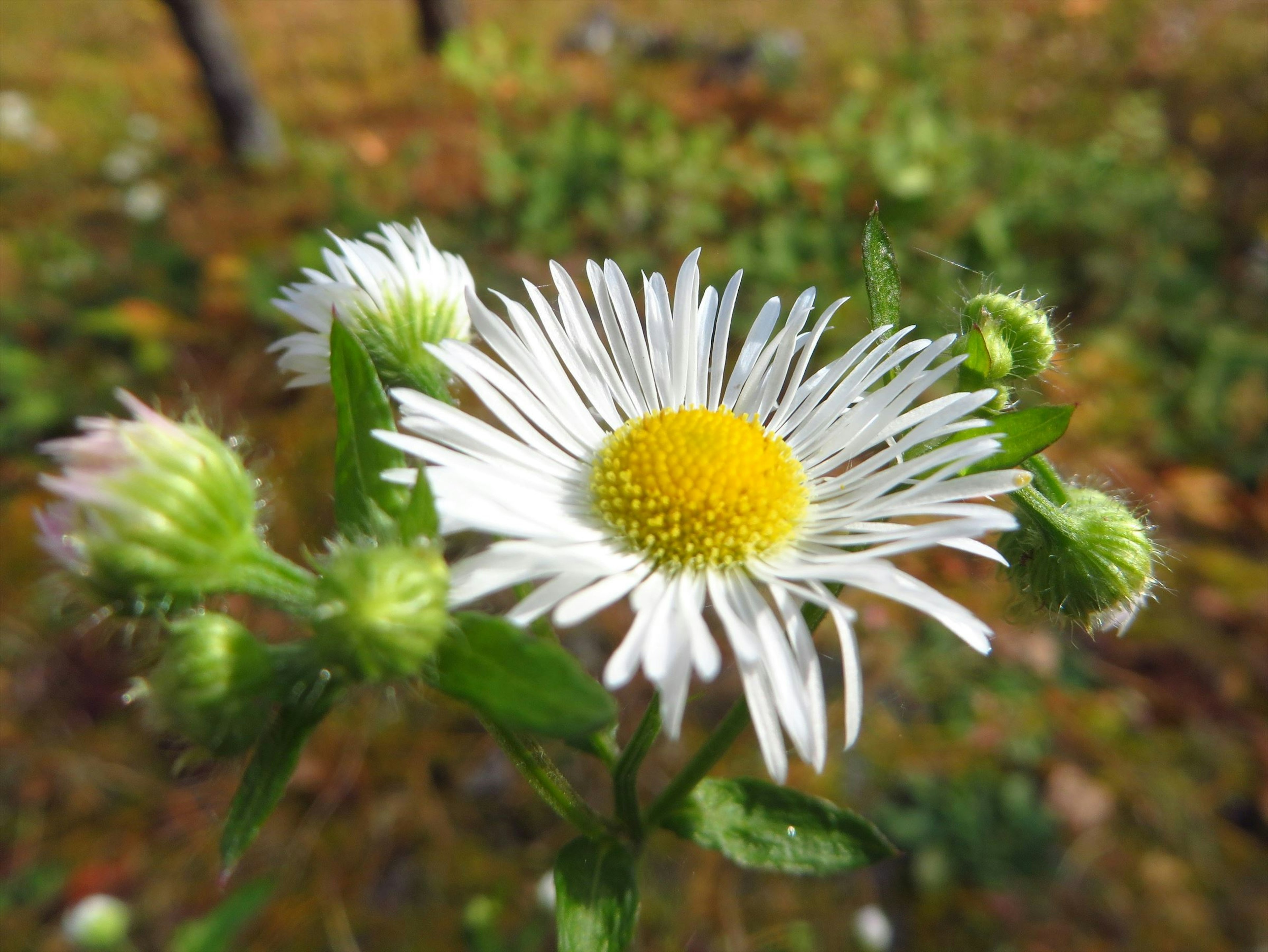 白い花びらを持つ黄色い中心の花とつぼみが並ぶ風景