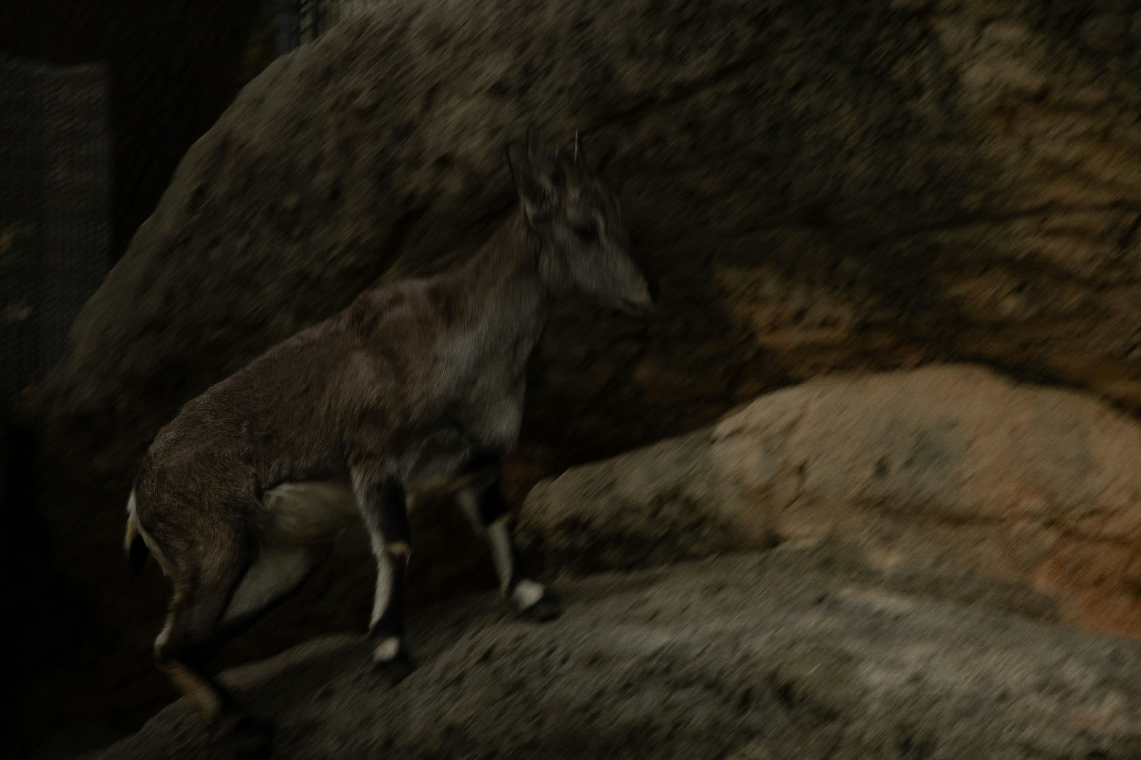 Un animal caminando sobre rocas en un entorno oscuro