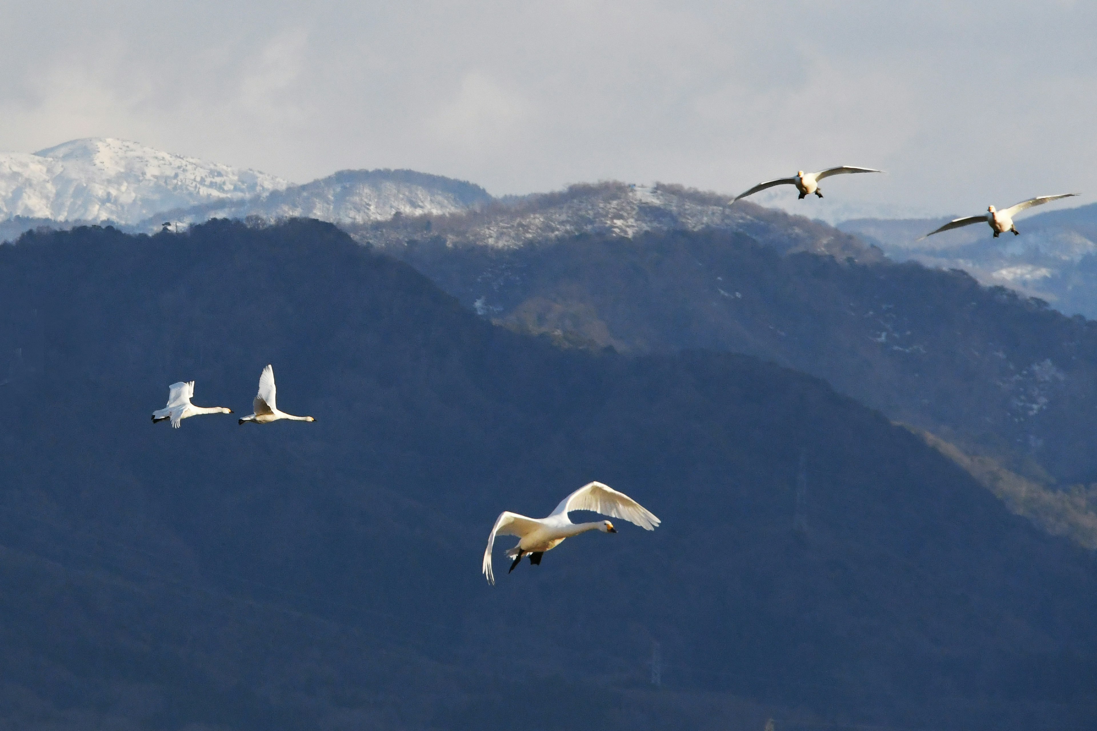 Eine Gruppe von Schwänen fliegt vor schneebedeckten Bergen