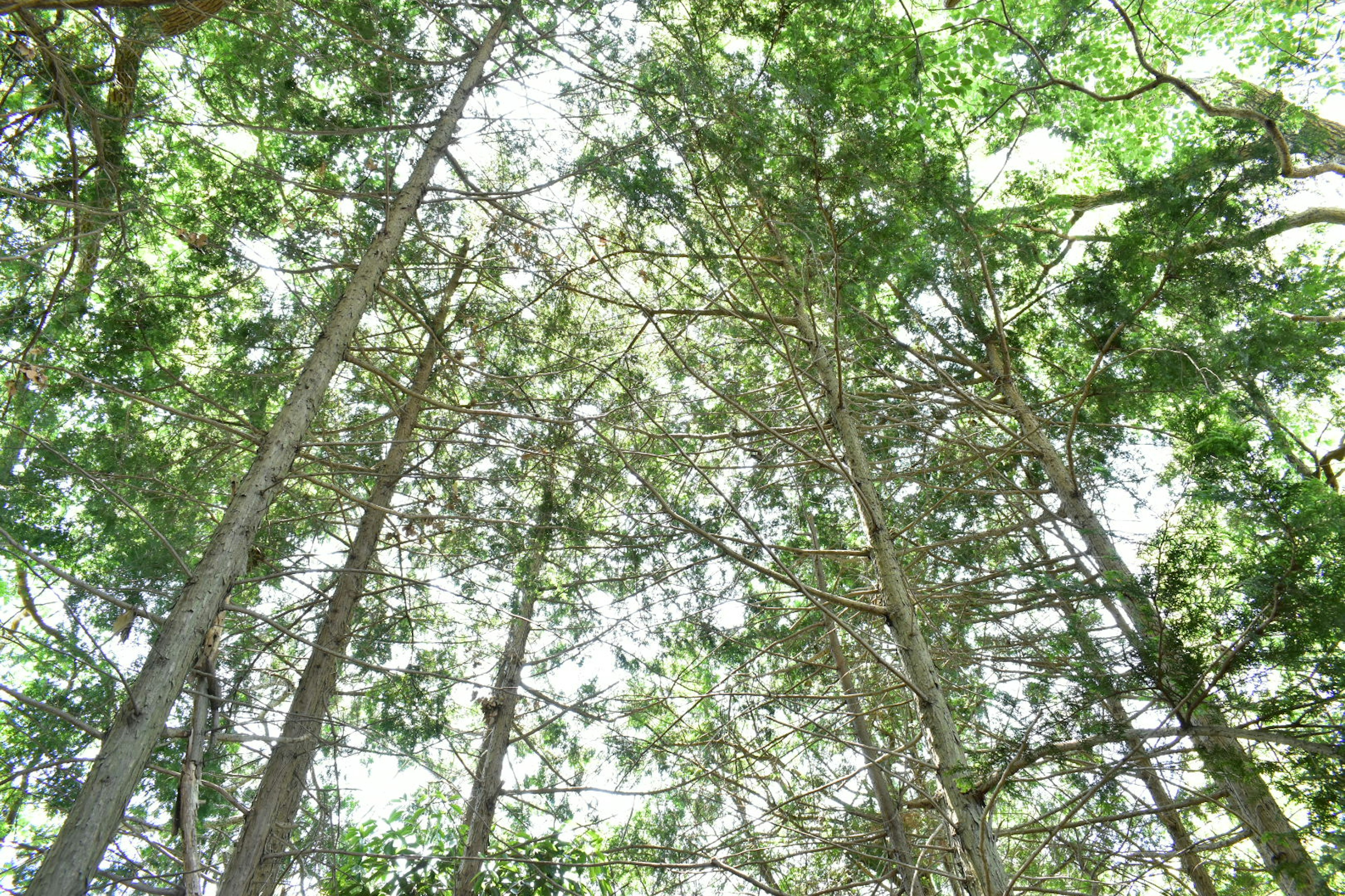 Pandangan ke atas melalui pohon-pohon tinggi dengan daun hijau