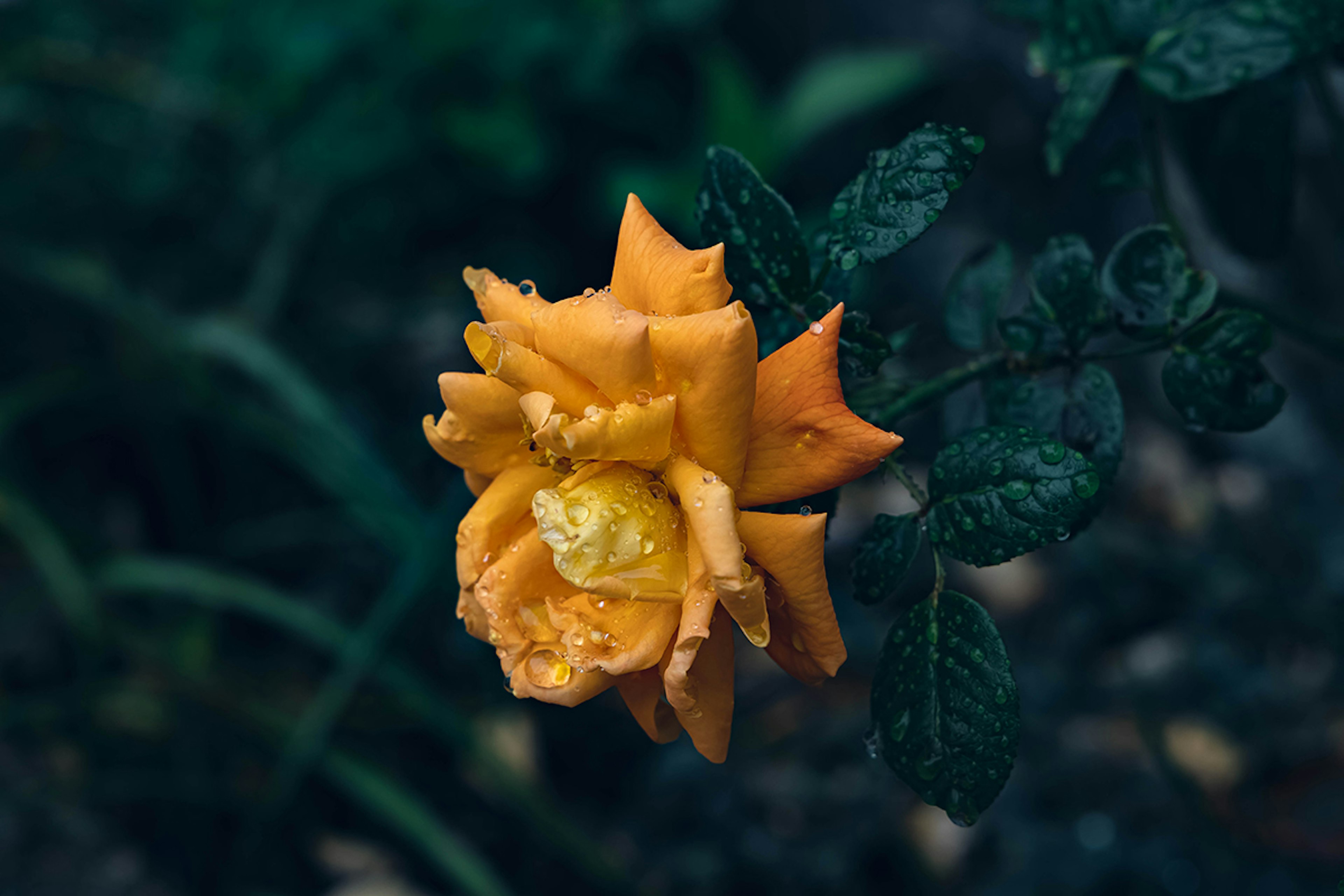 Rosa naranja vibrante floreciendo entre hojas verdes oscuras