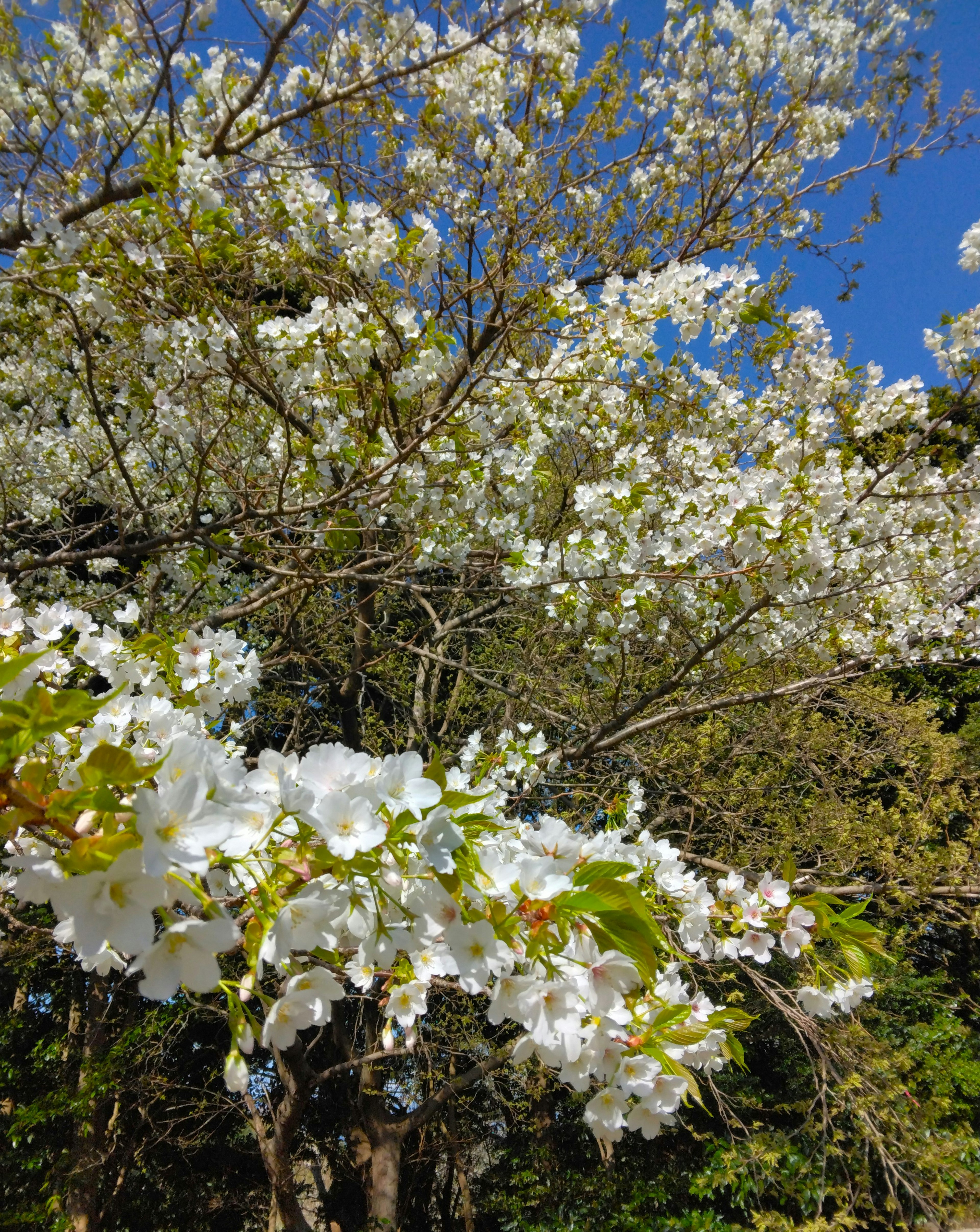 一棵開著白色花朵的樹與藍天背景