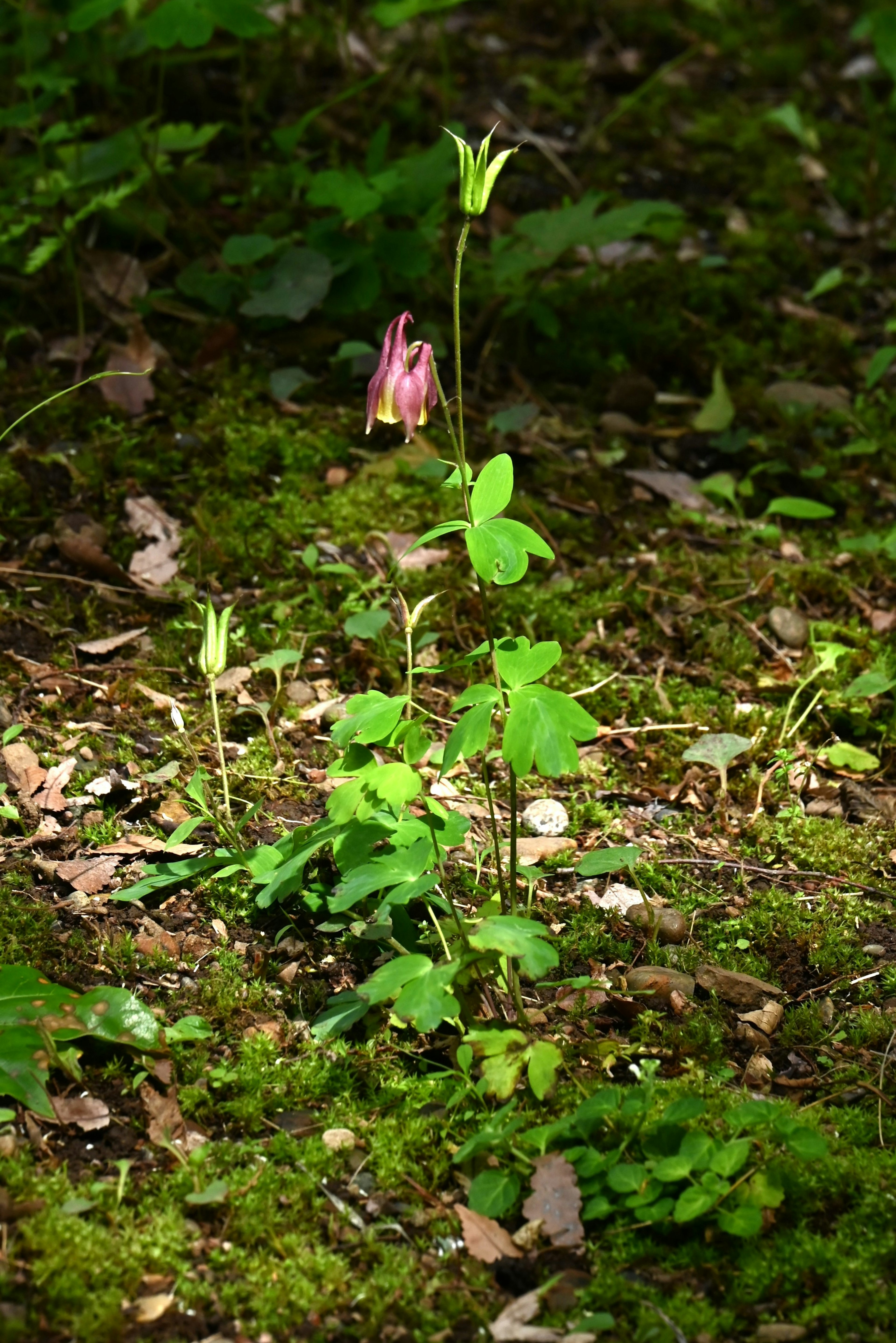 Une plante avec des feuilles vertes et une petite fleur rose dans un cadre forestier