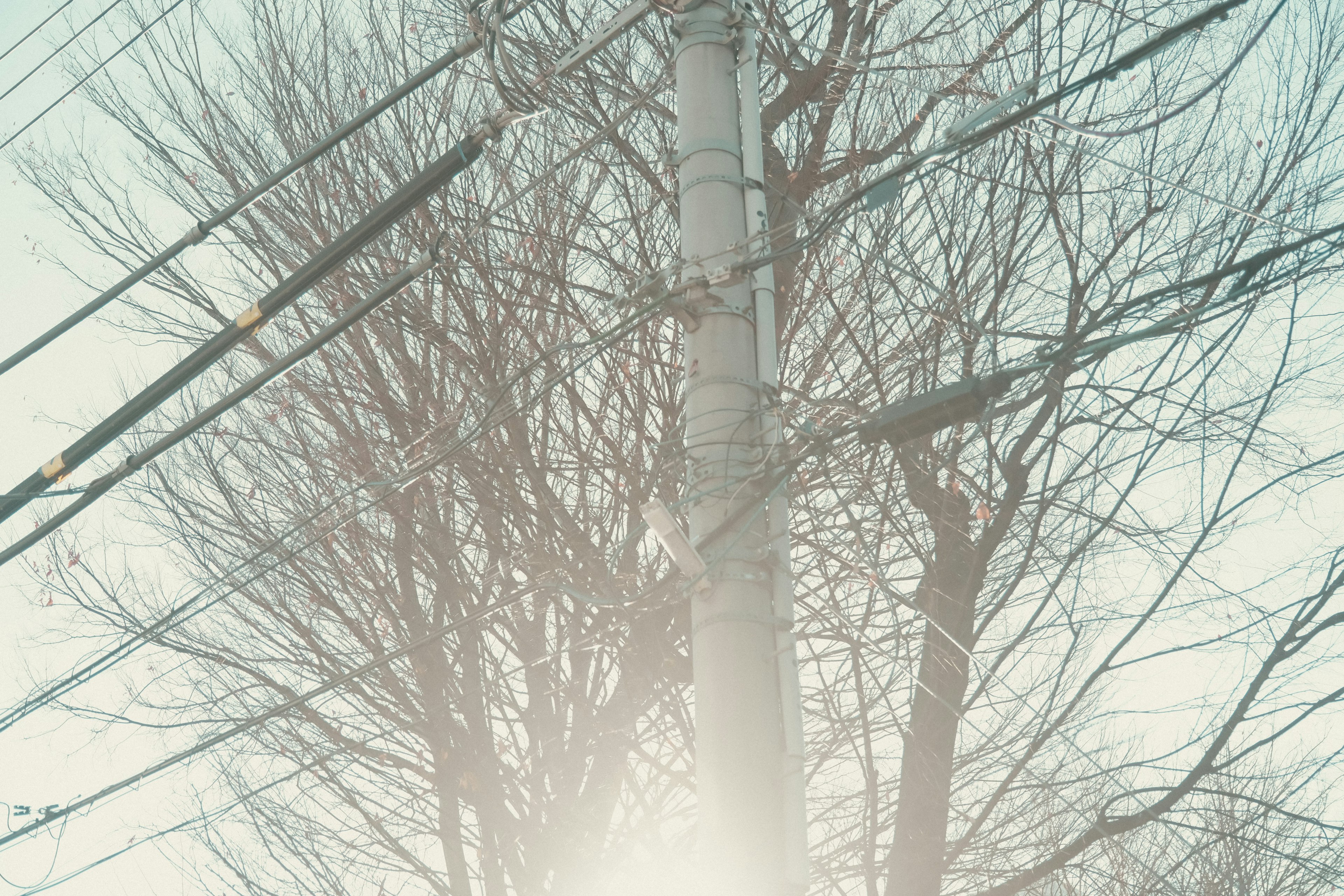 Silhouette d'un poteau électrique et d'arbres nus contre une lumière douce