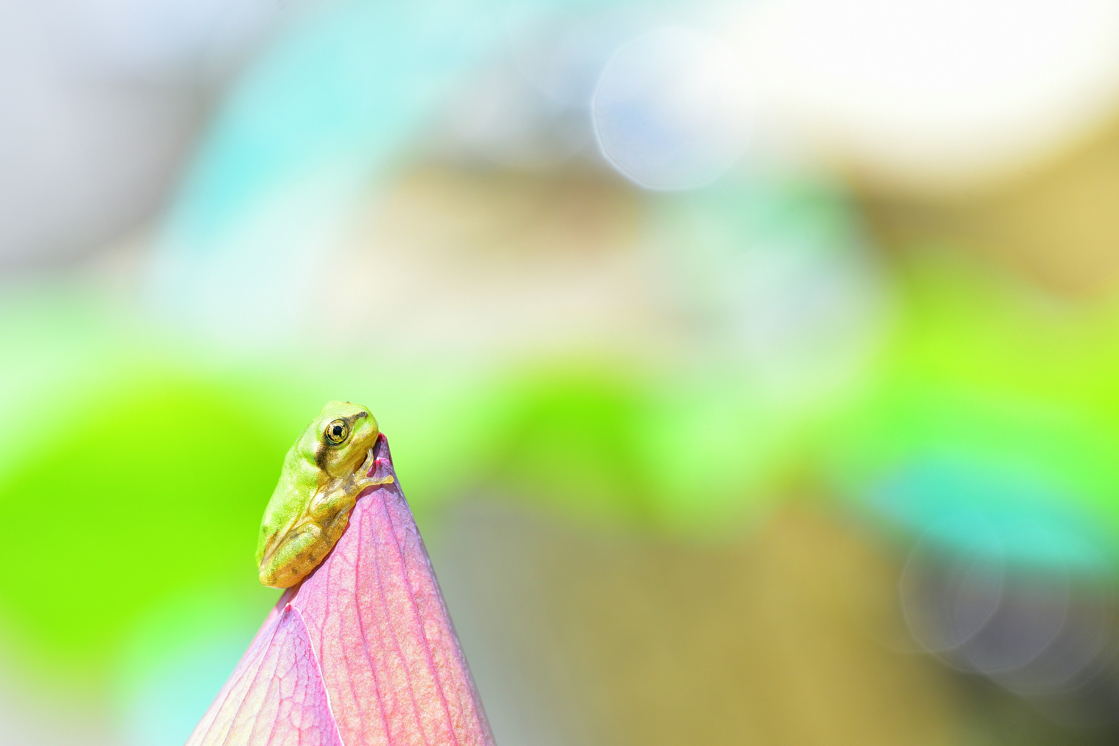 Ein kleiner Frosch sitzt auf der Spitze eines bunten Bleistifts