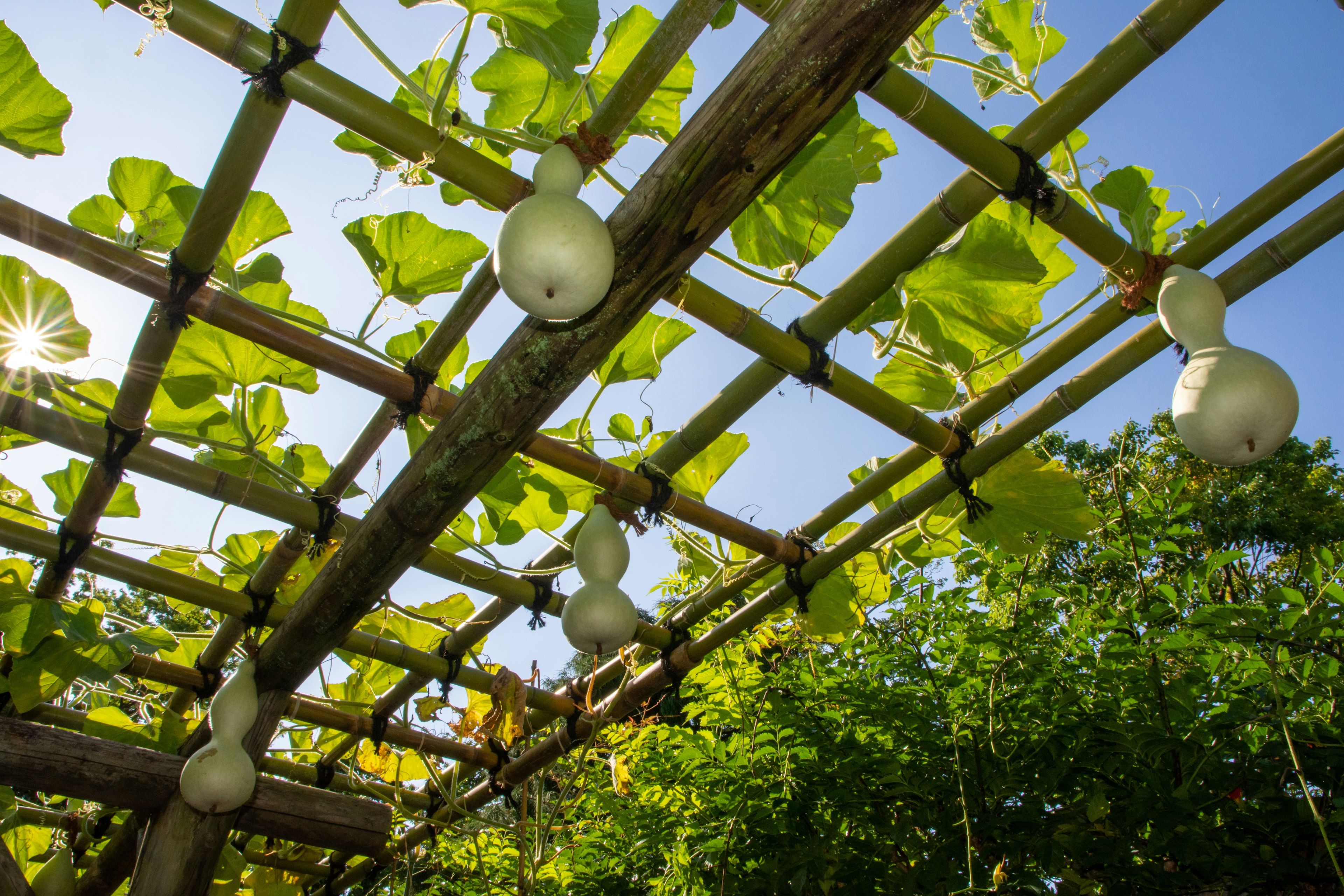 White gourds hanging from a wooden pergola adorned with green leaves