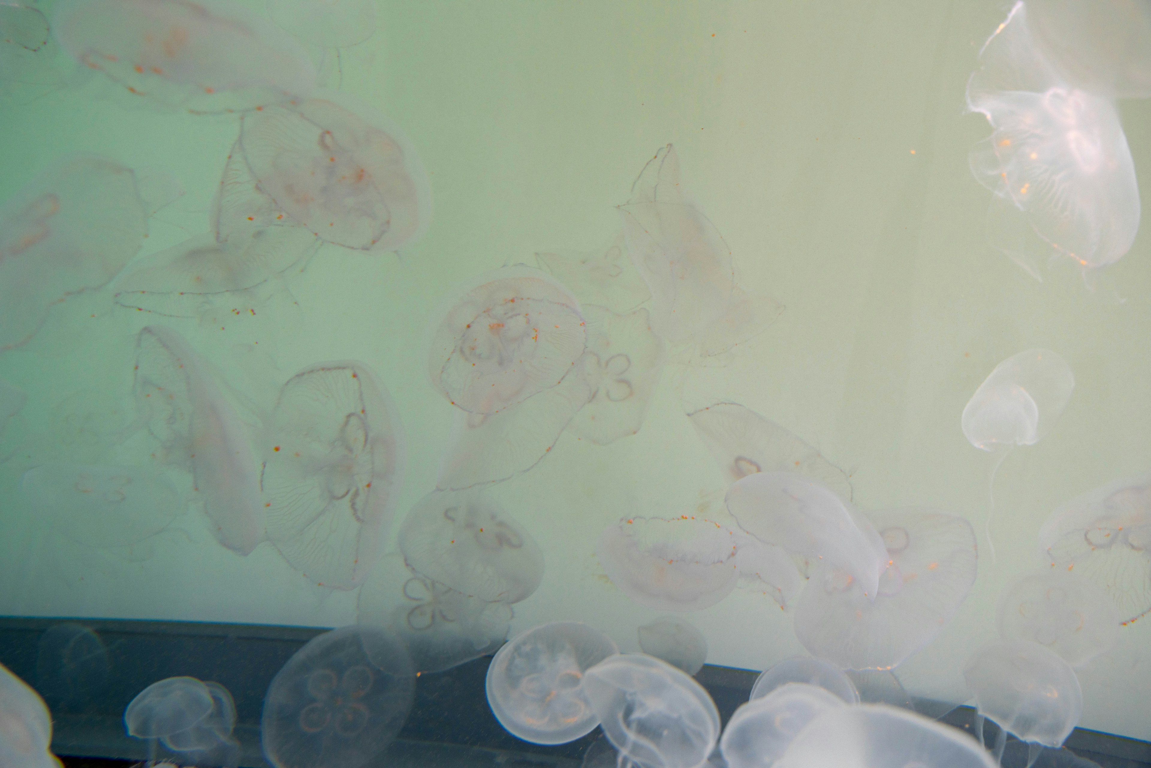 Transparent jellyfish drifting in water