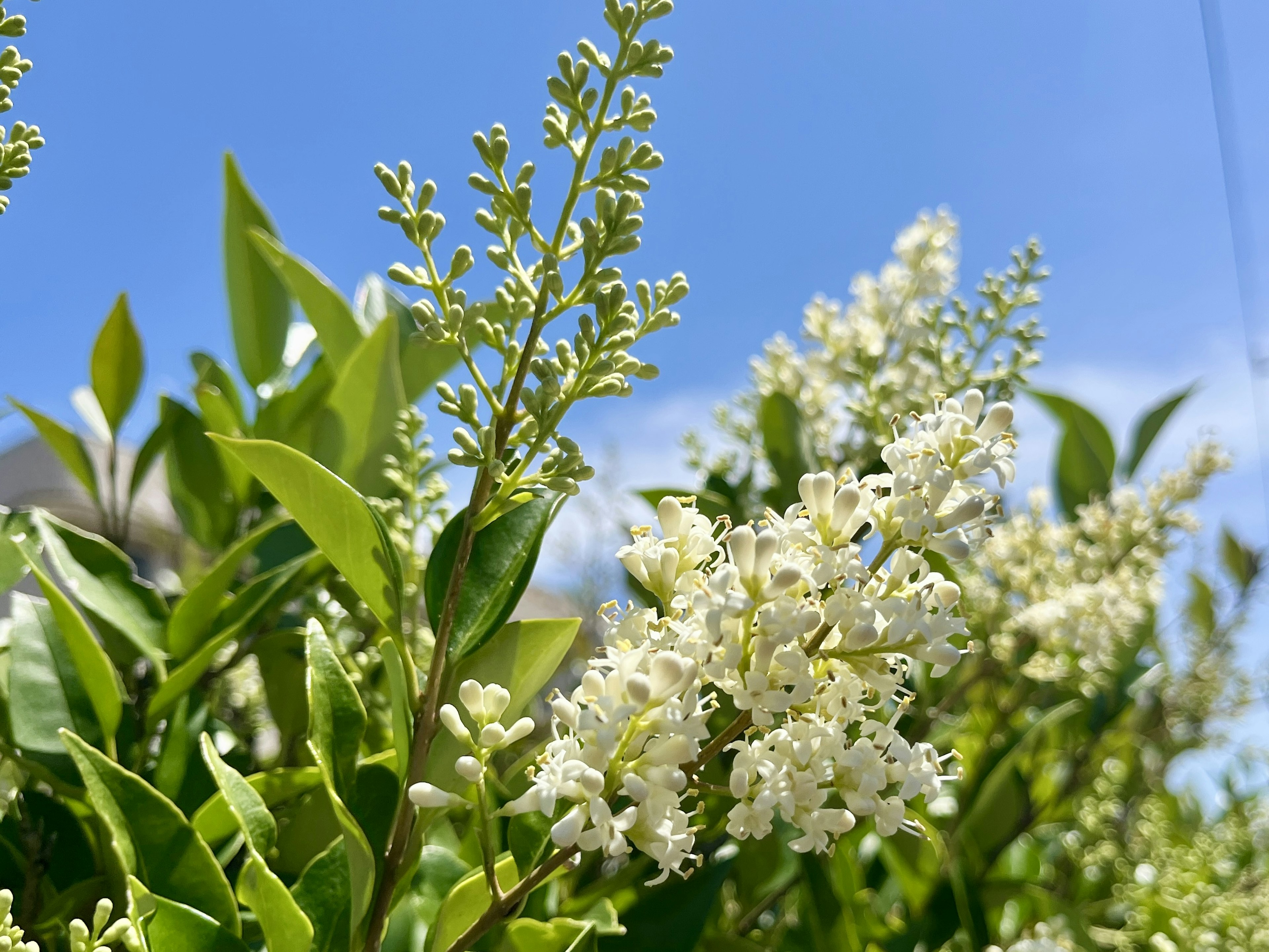 白い花と緑の葉を持つ植物のクローズアップ青空の下で