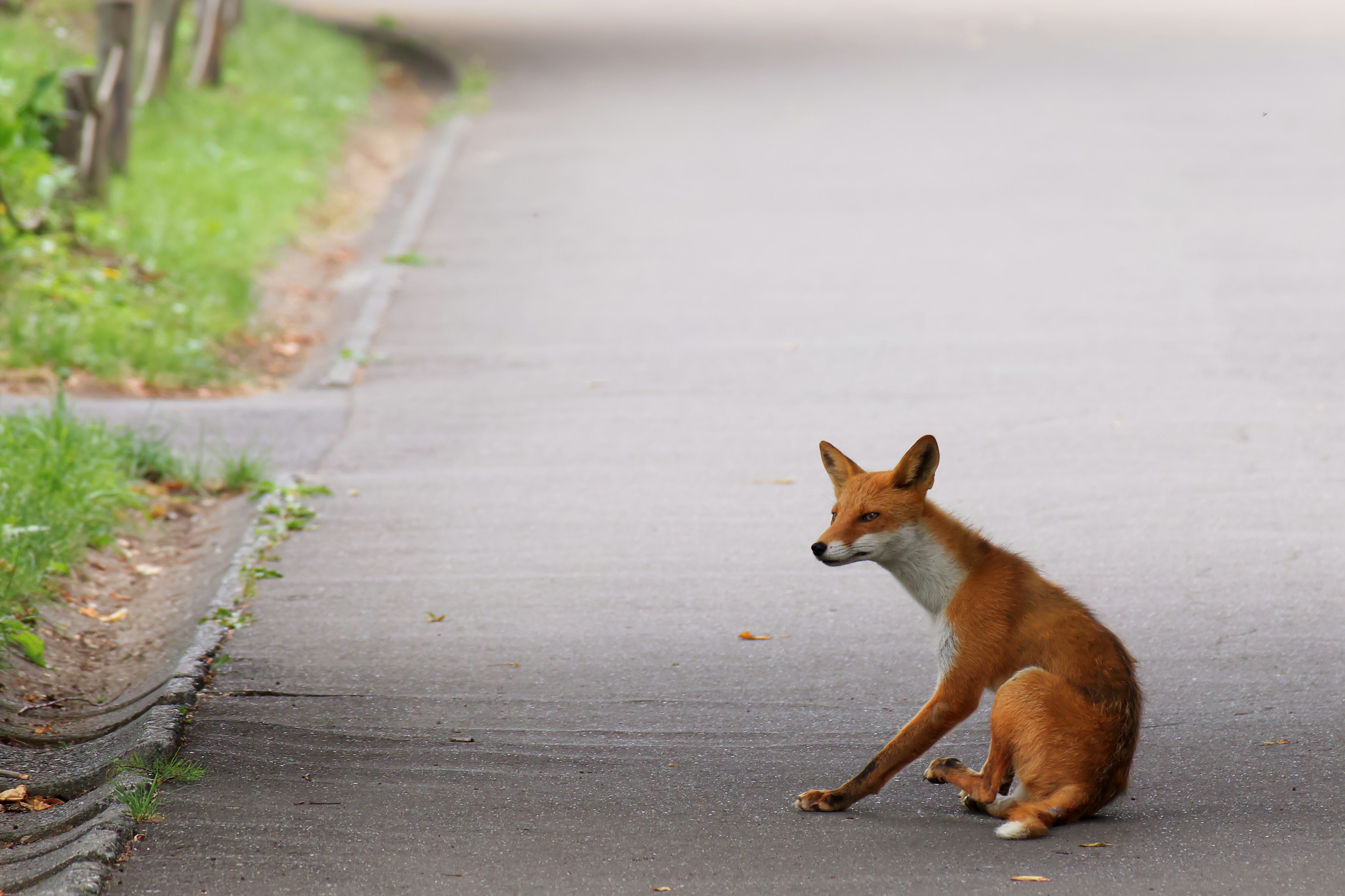 Ein orangefarbener Fuchs sitzt auf der Straße