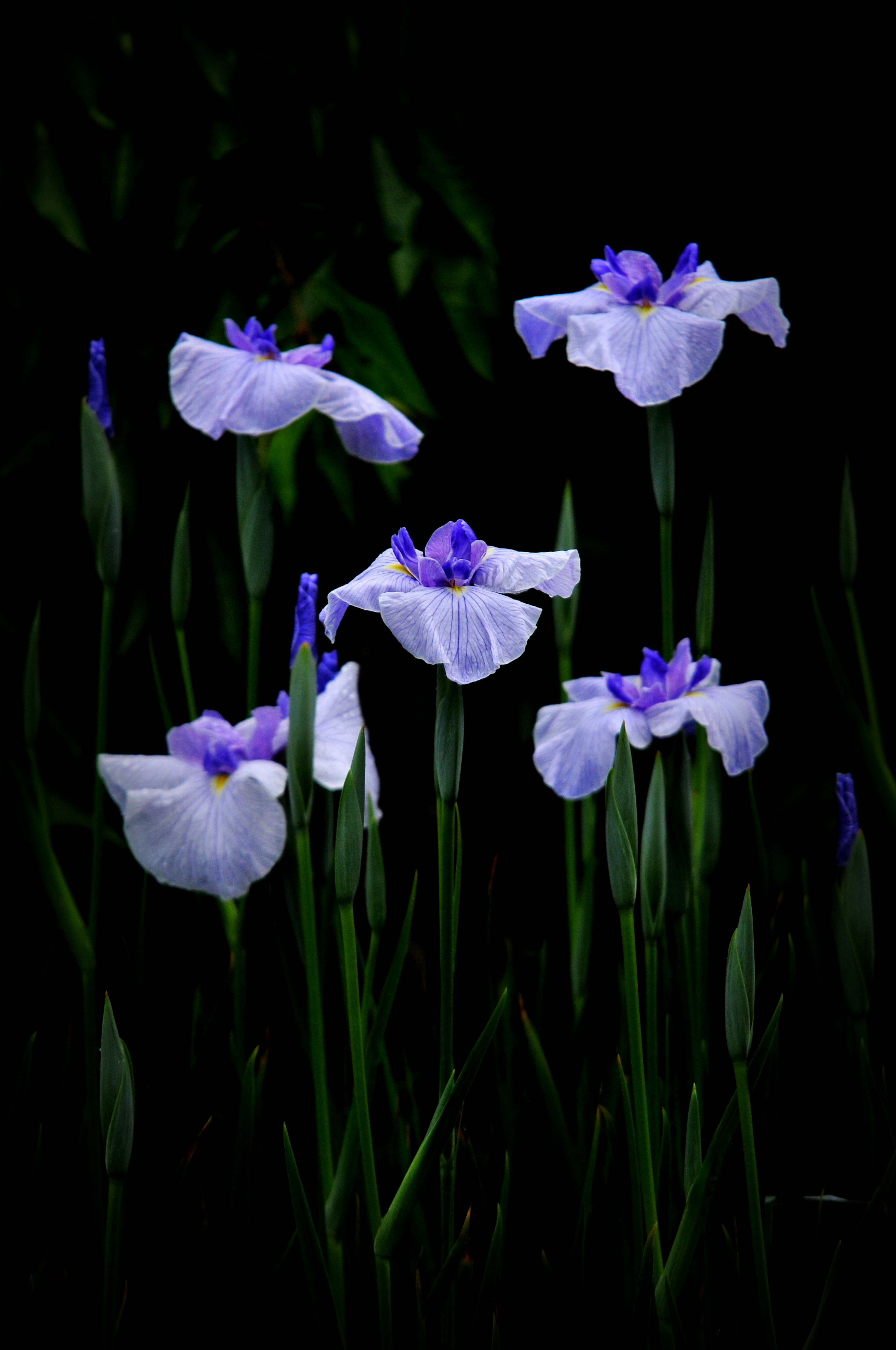 White irises with purple petals standing out against a dark background