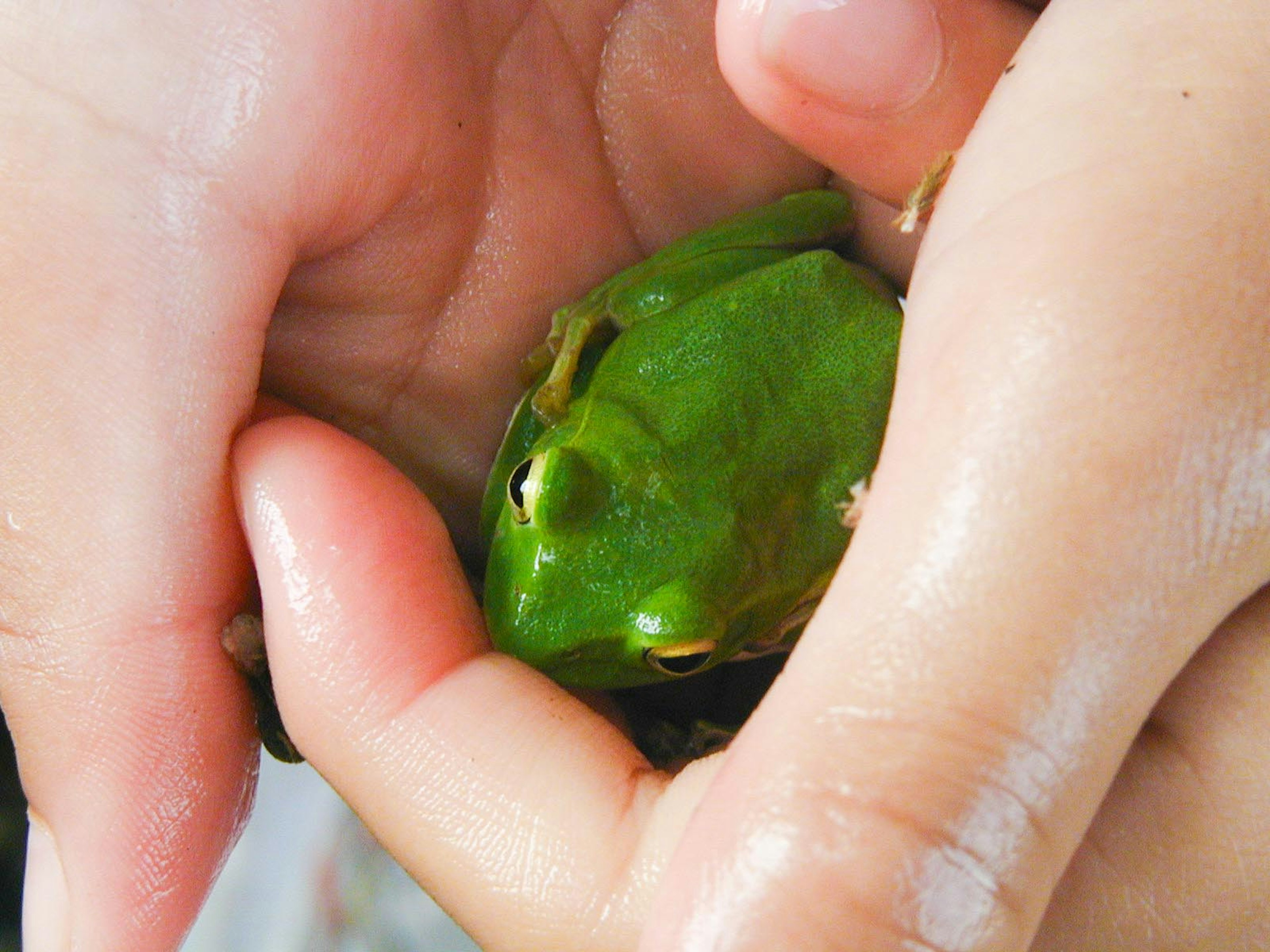 Child's hands gently holding a green frog