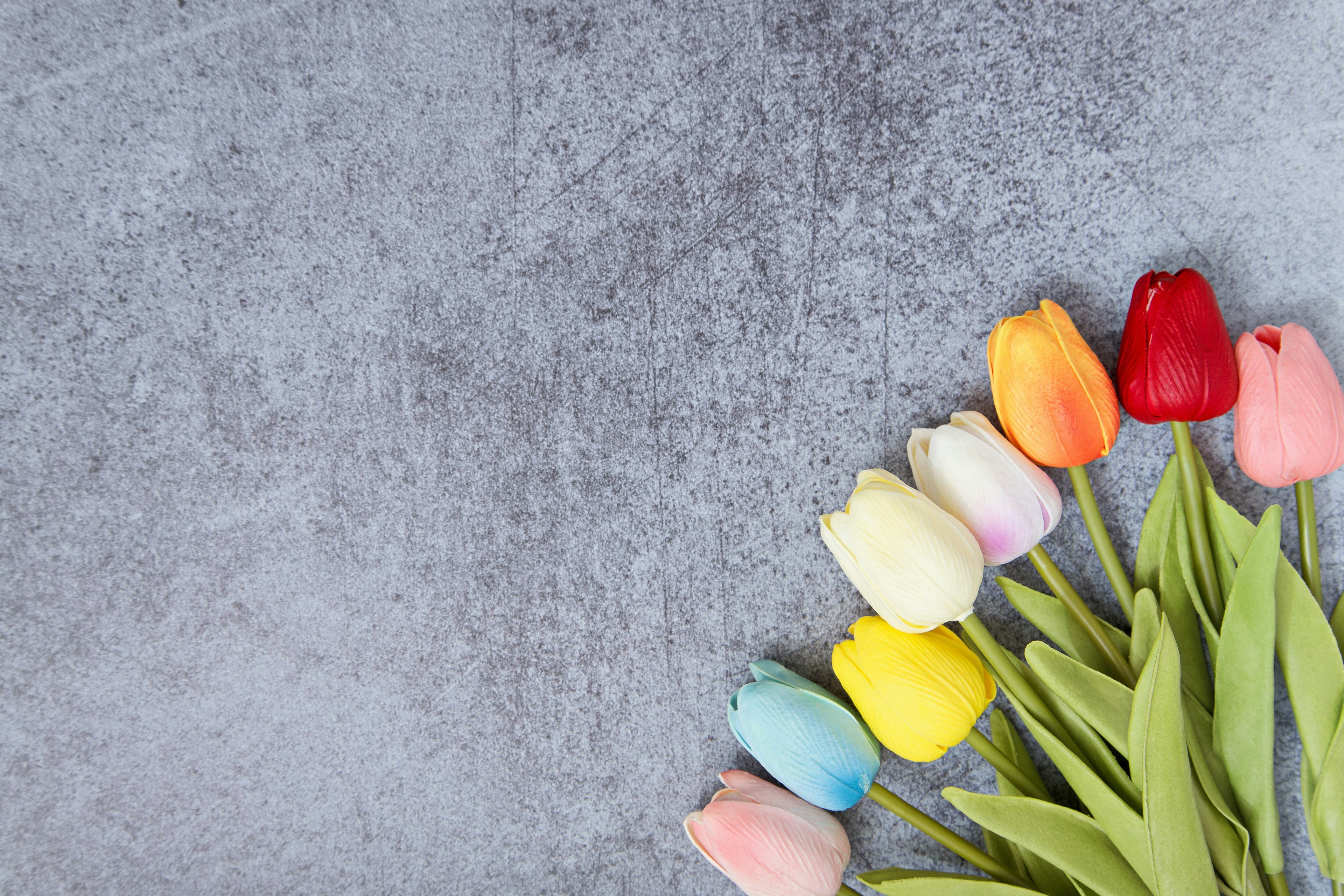 Des tulipes colorées disposées sur un fond gris