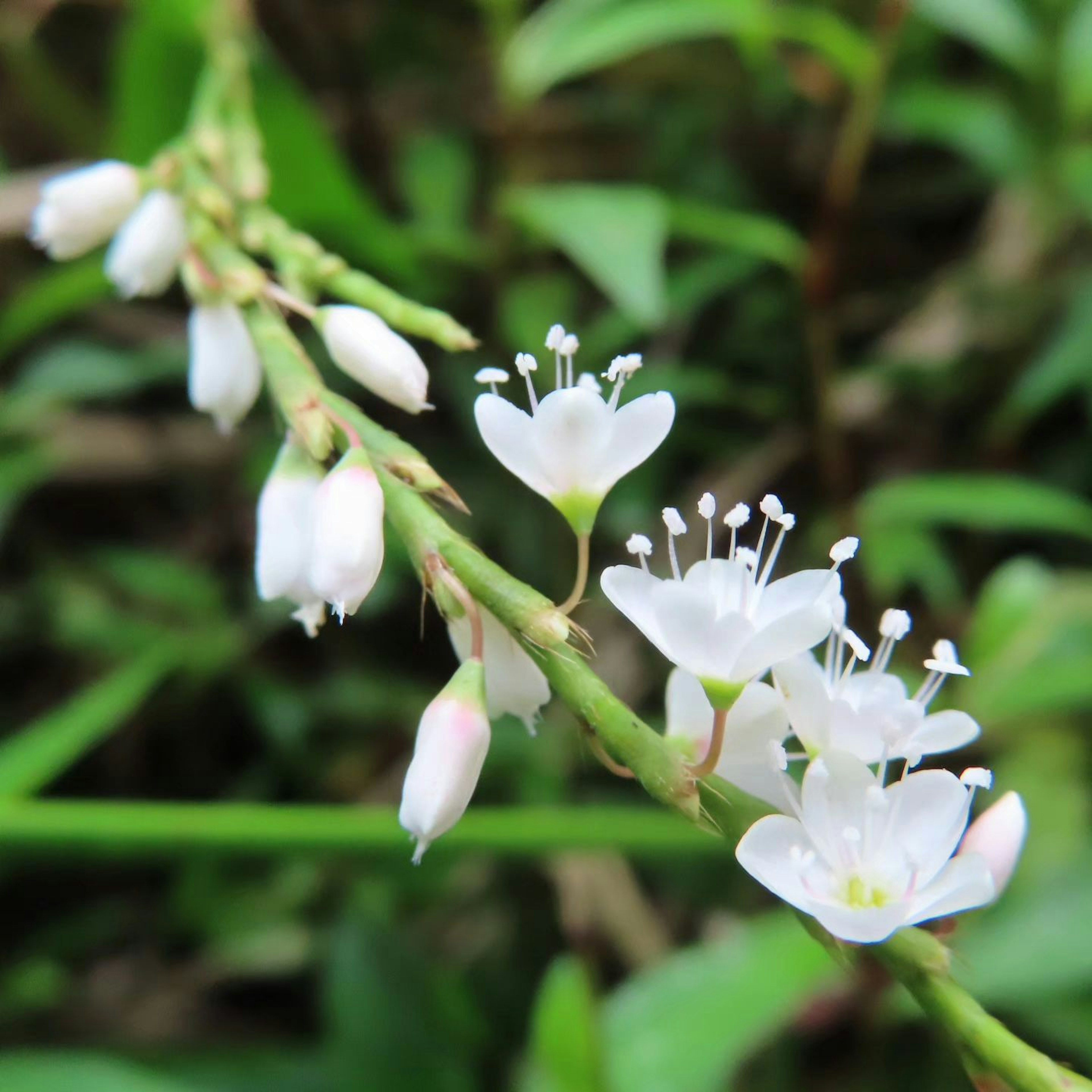 Nahaufnahme einer Pflanze mit weißen Blüten umgeben von grünen Blättern