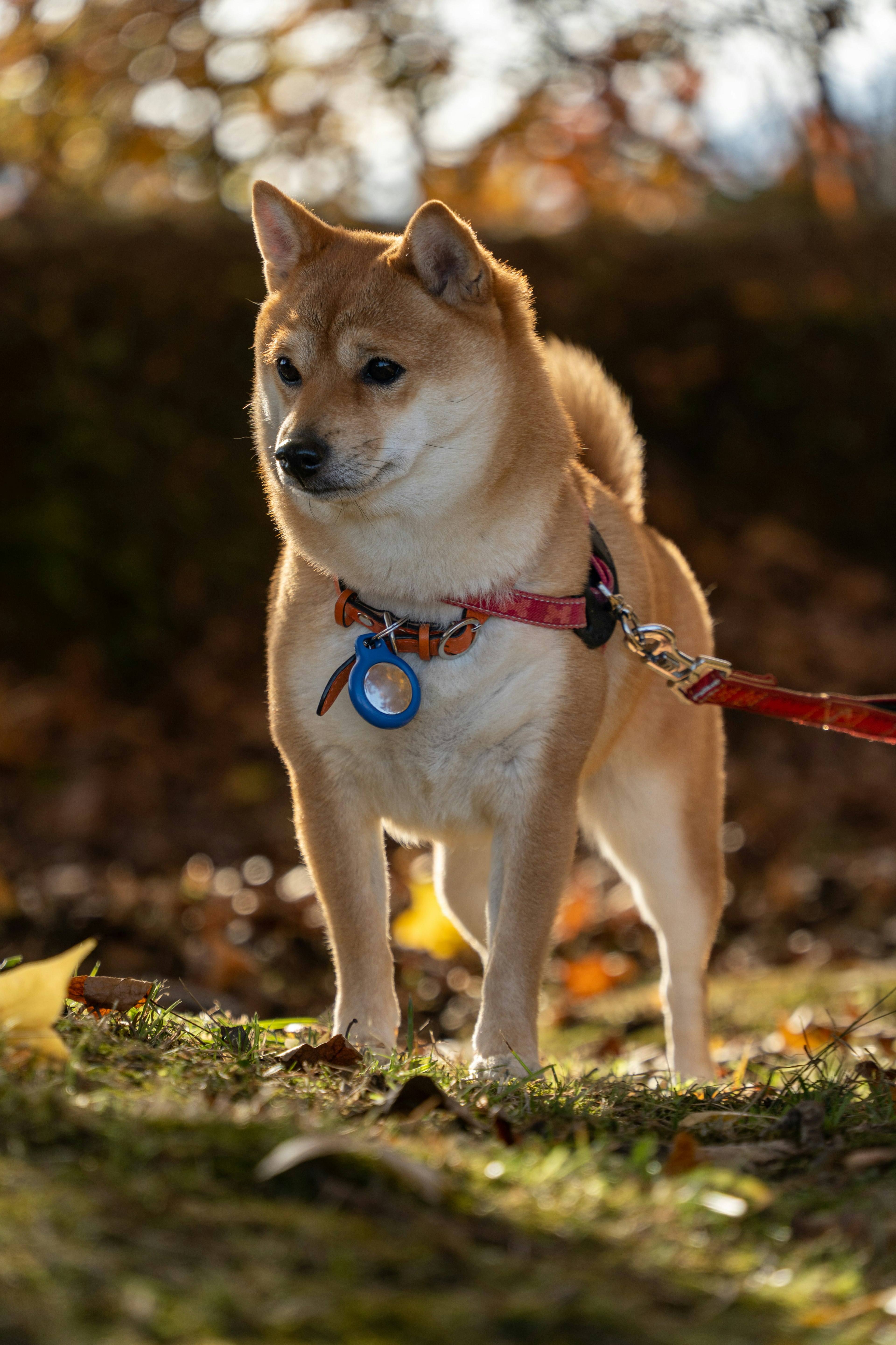 Shiba Inu standing on a leash in an autumn park