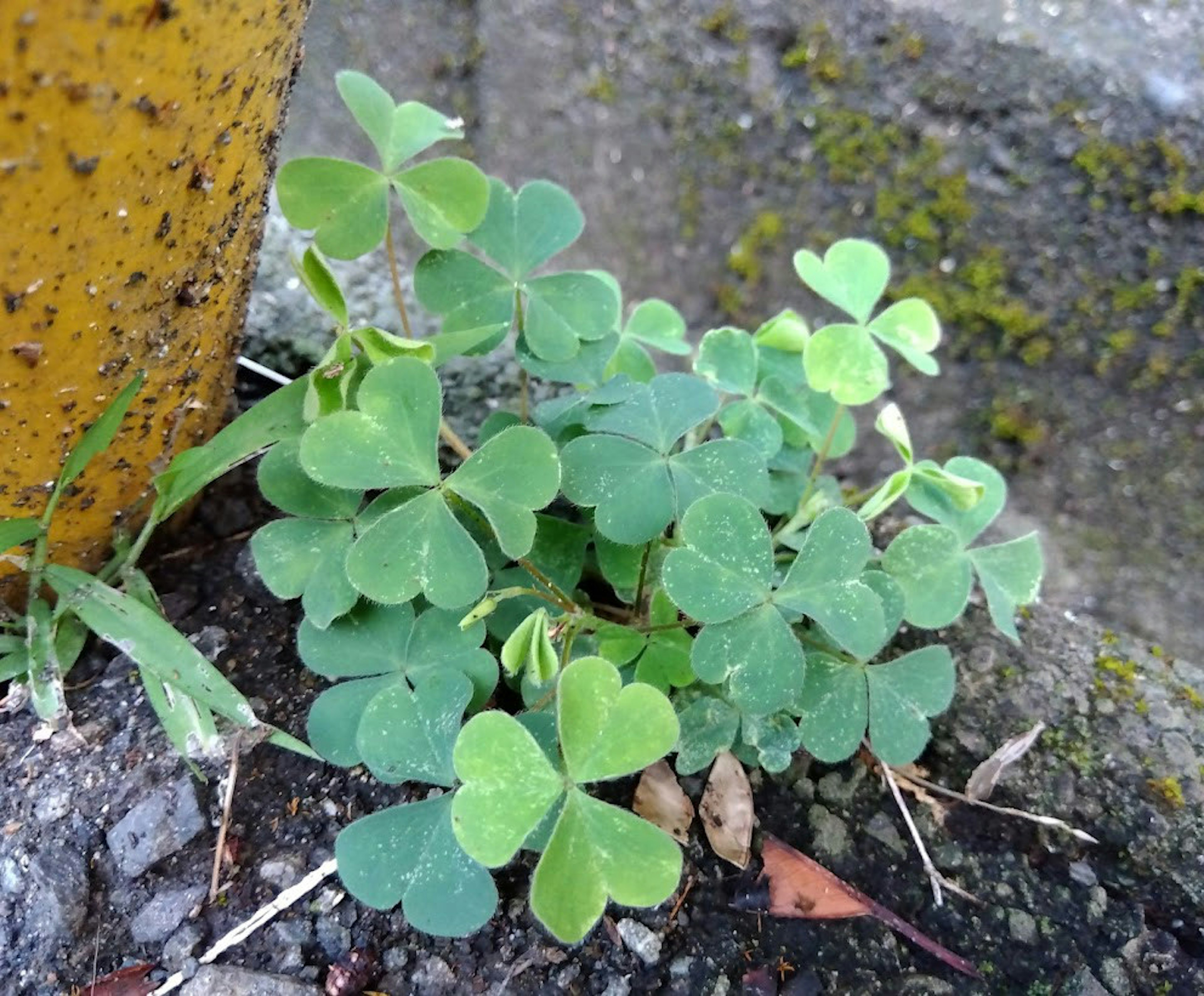 緑のクローバーの植物がコンクリートの隙間から生えている