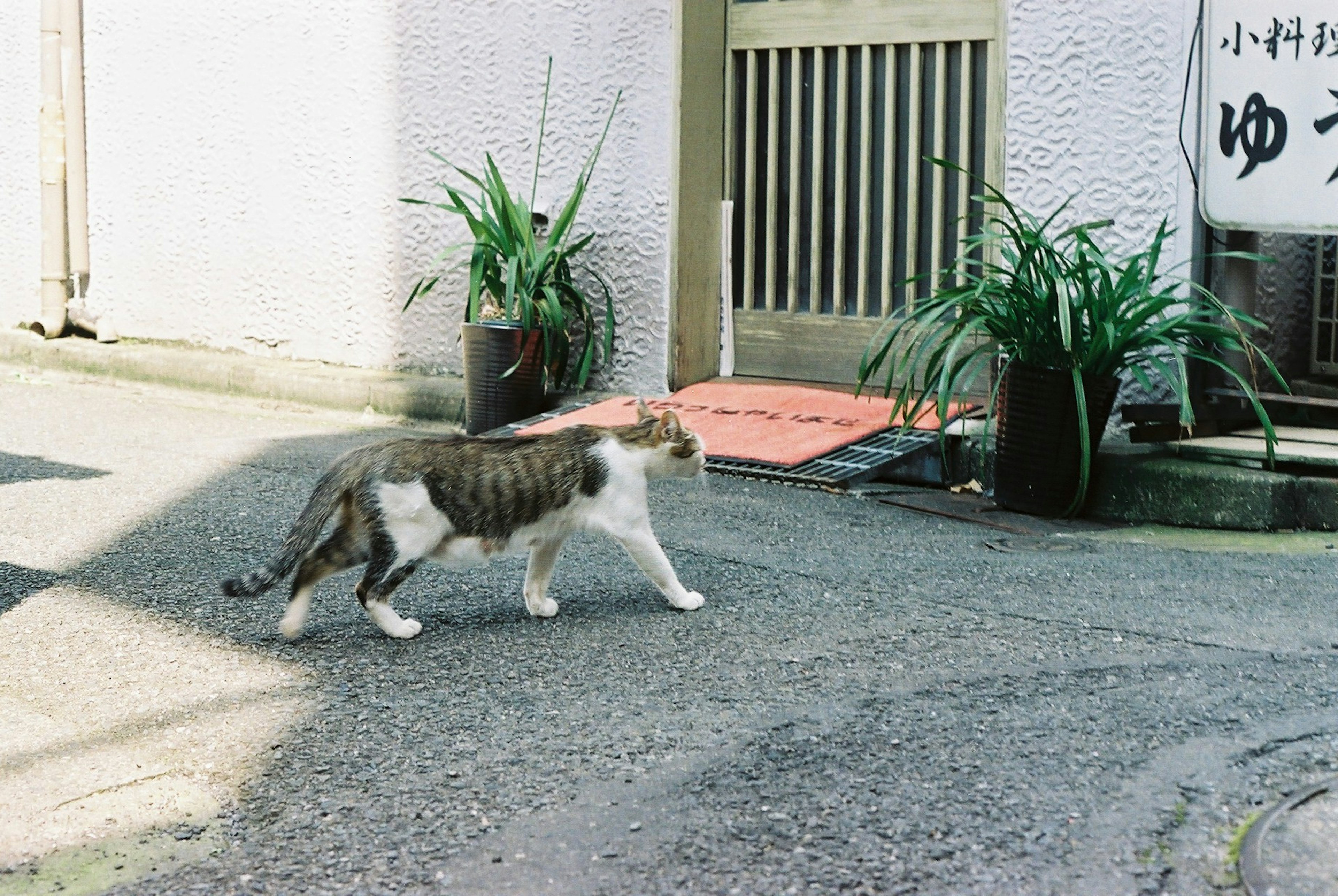 猫が道を歩いている風景 植物が周りに配置されている