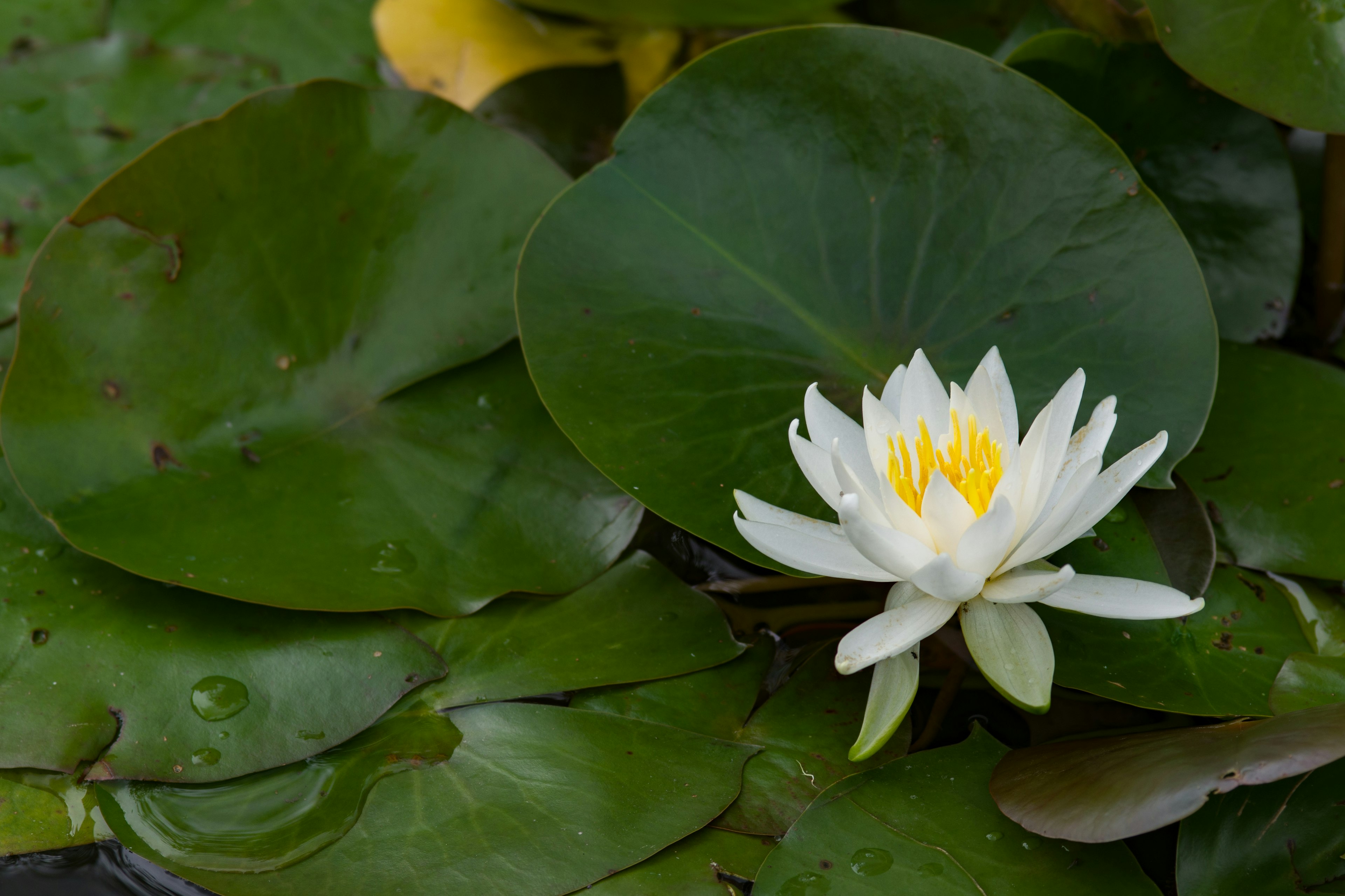 Eine weiße Seerose blüht auf grünen Seerosenblättern