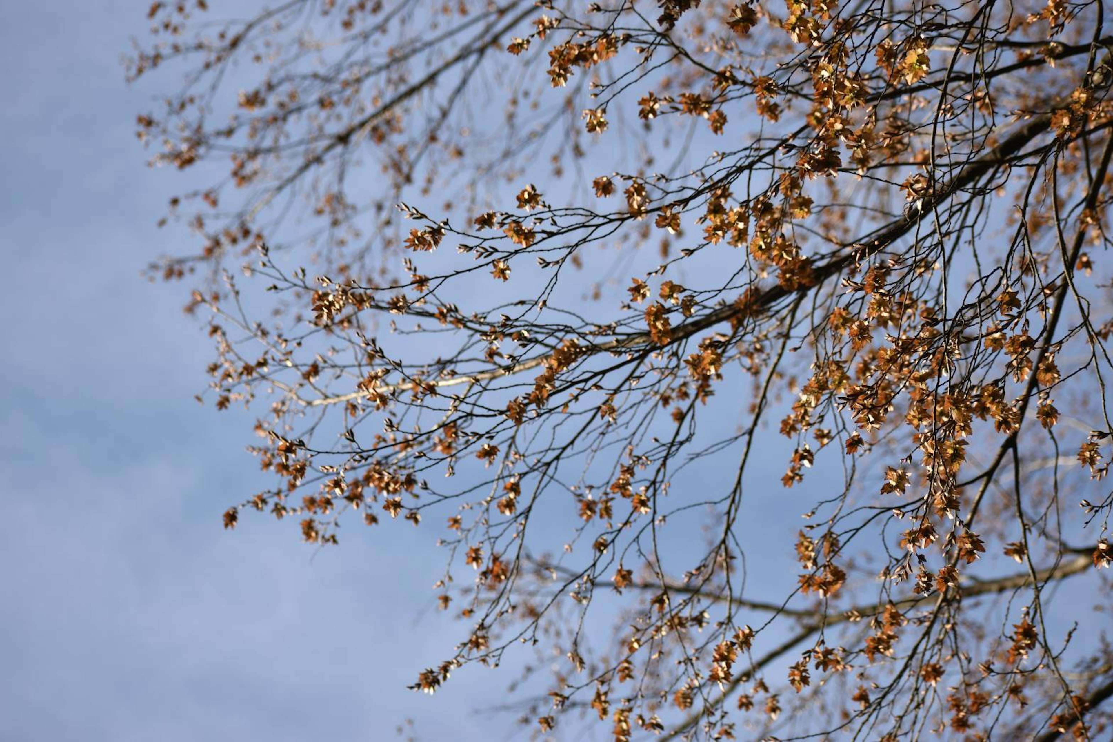 Baumäste mit Herbstblättern vor blauem Himmel