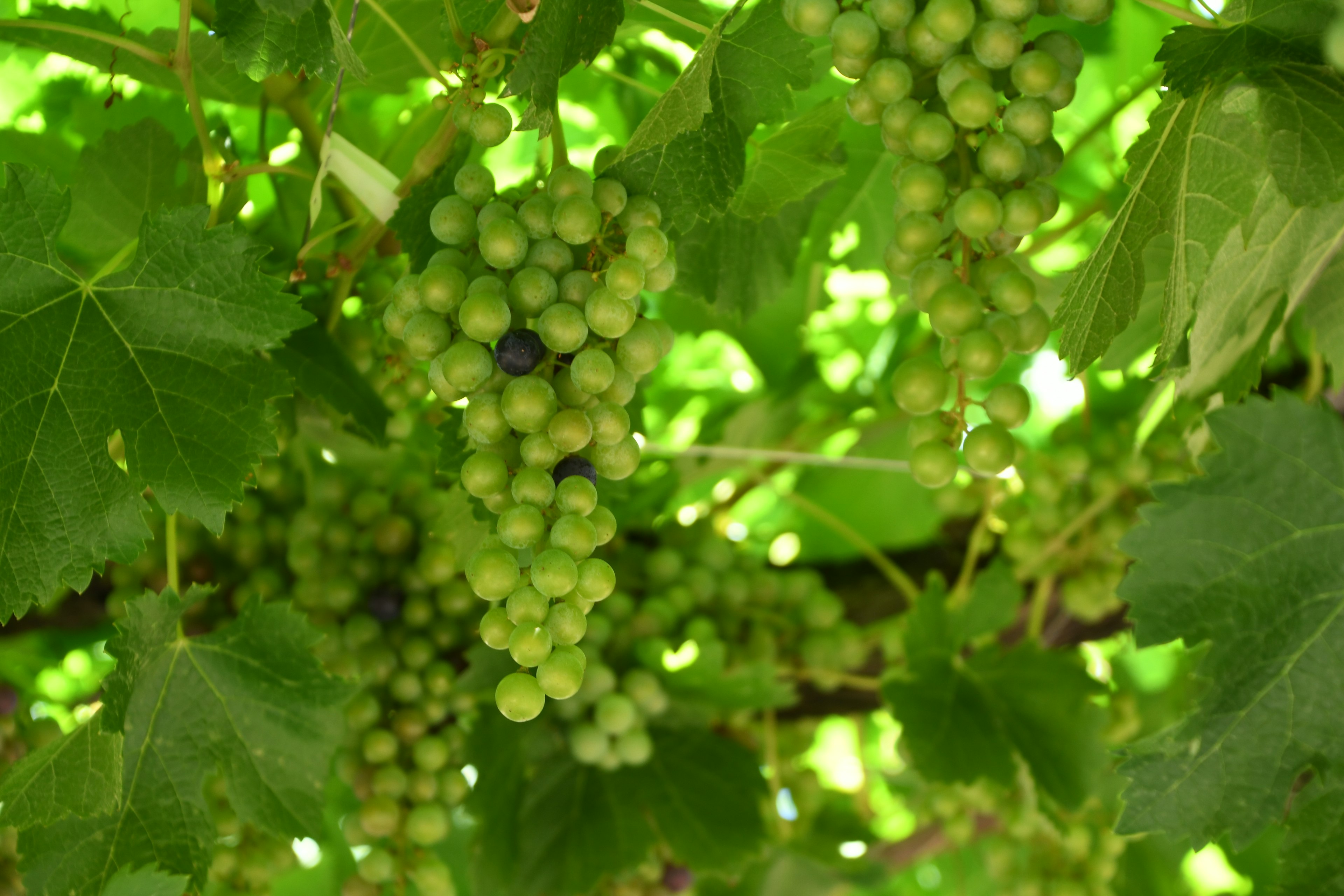 Raisins verts en grappes poussant parmi des feuilles vertes luxuriantes