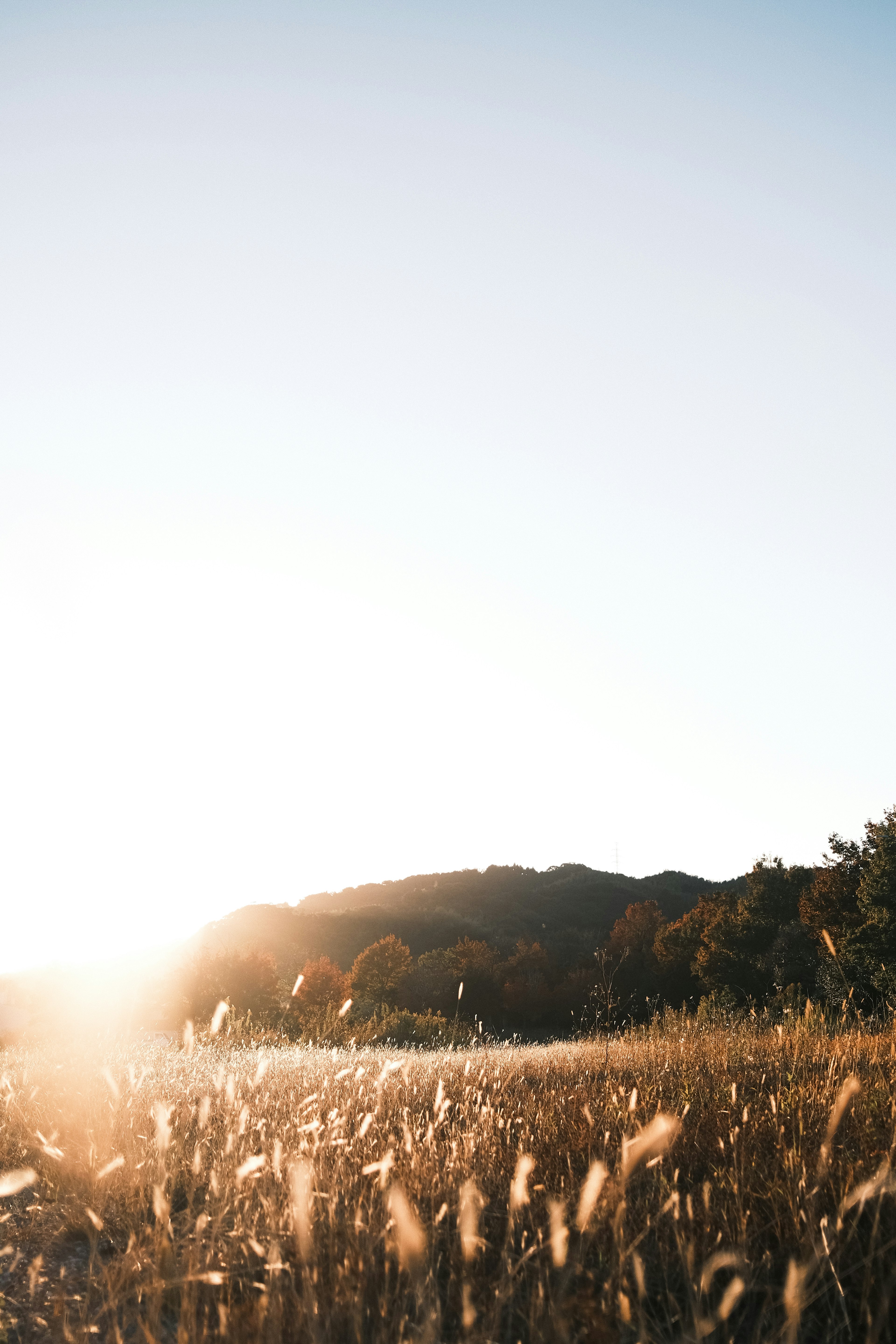 Calm sunset illuminating a field of grains and mountains