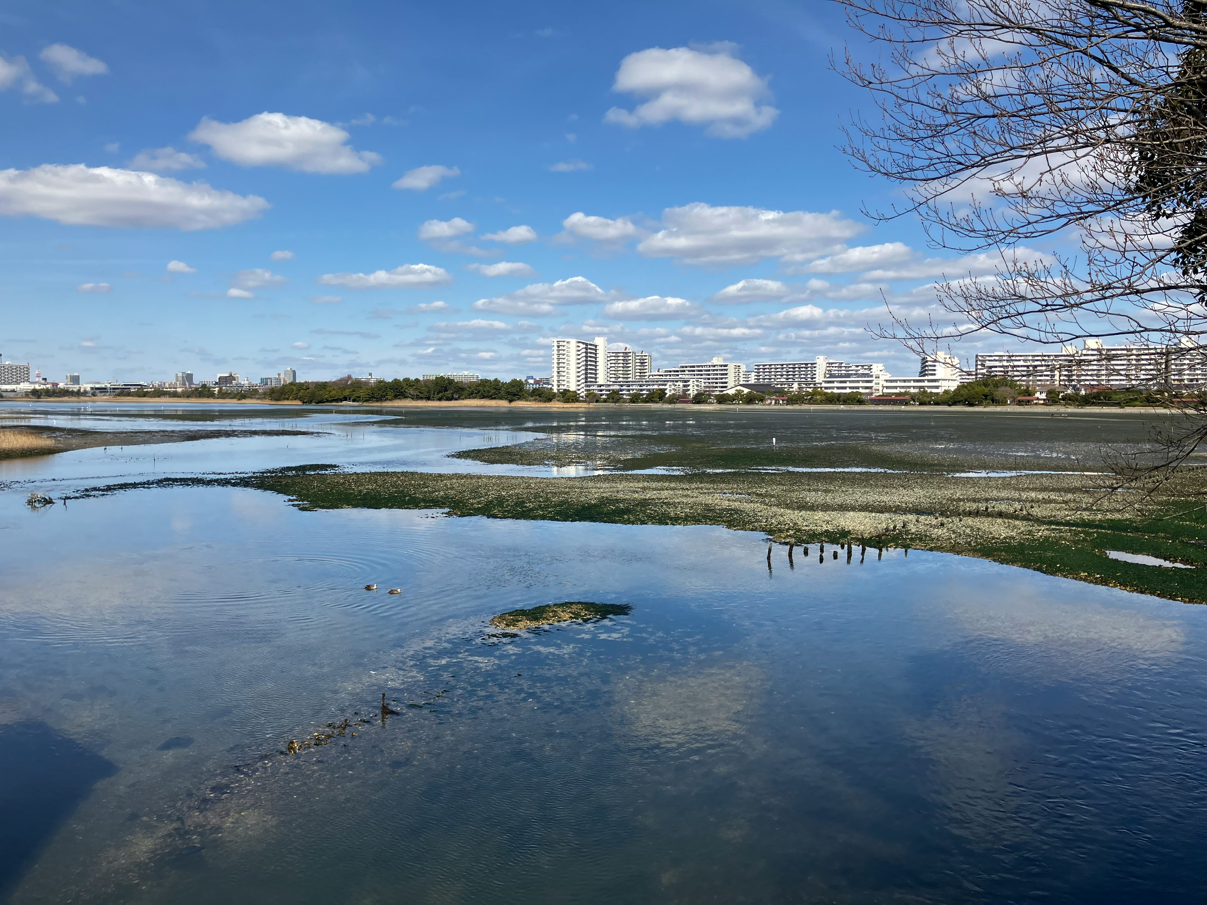 青い空と雲が広がる湿地帯の風景 反射する水面と遠くの建物