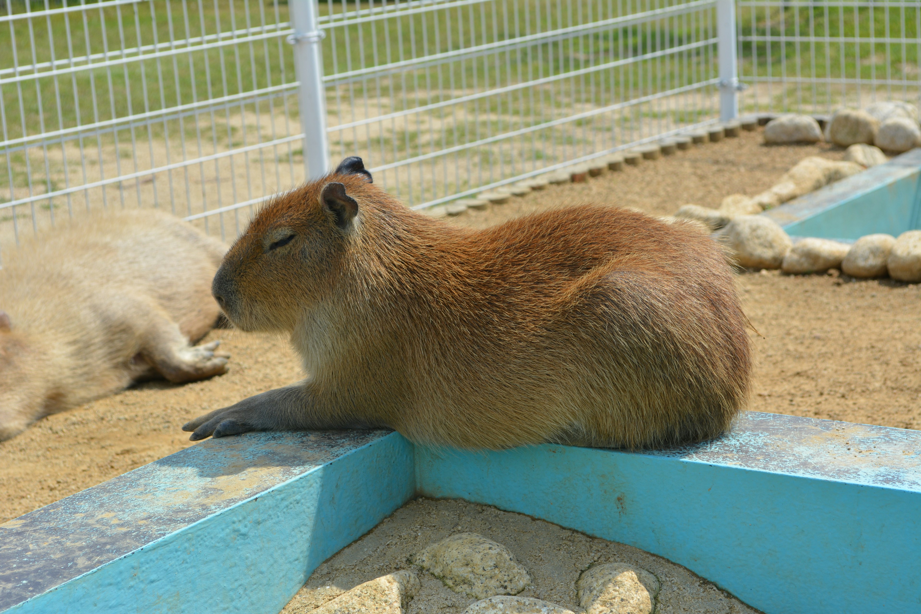 Side view of a relaxed capybara resting in the sun