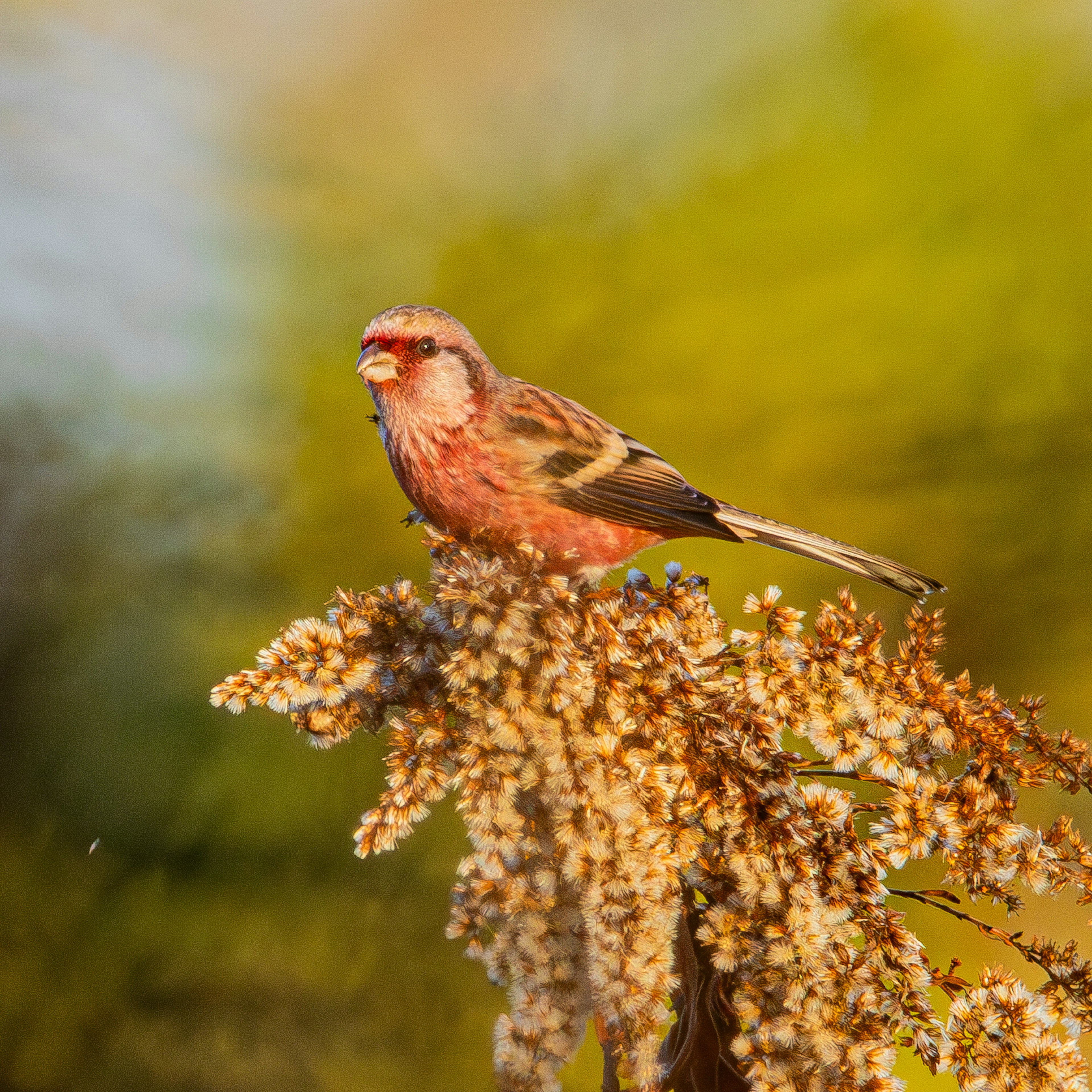 Un pequeño pájaro posado sobre una planta con flores y un fondo verde borroso