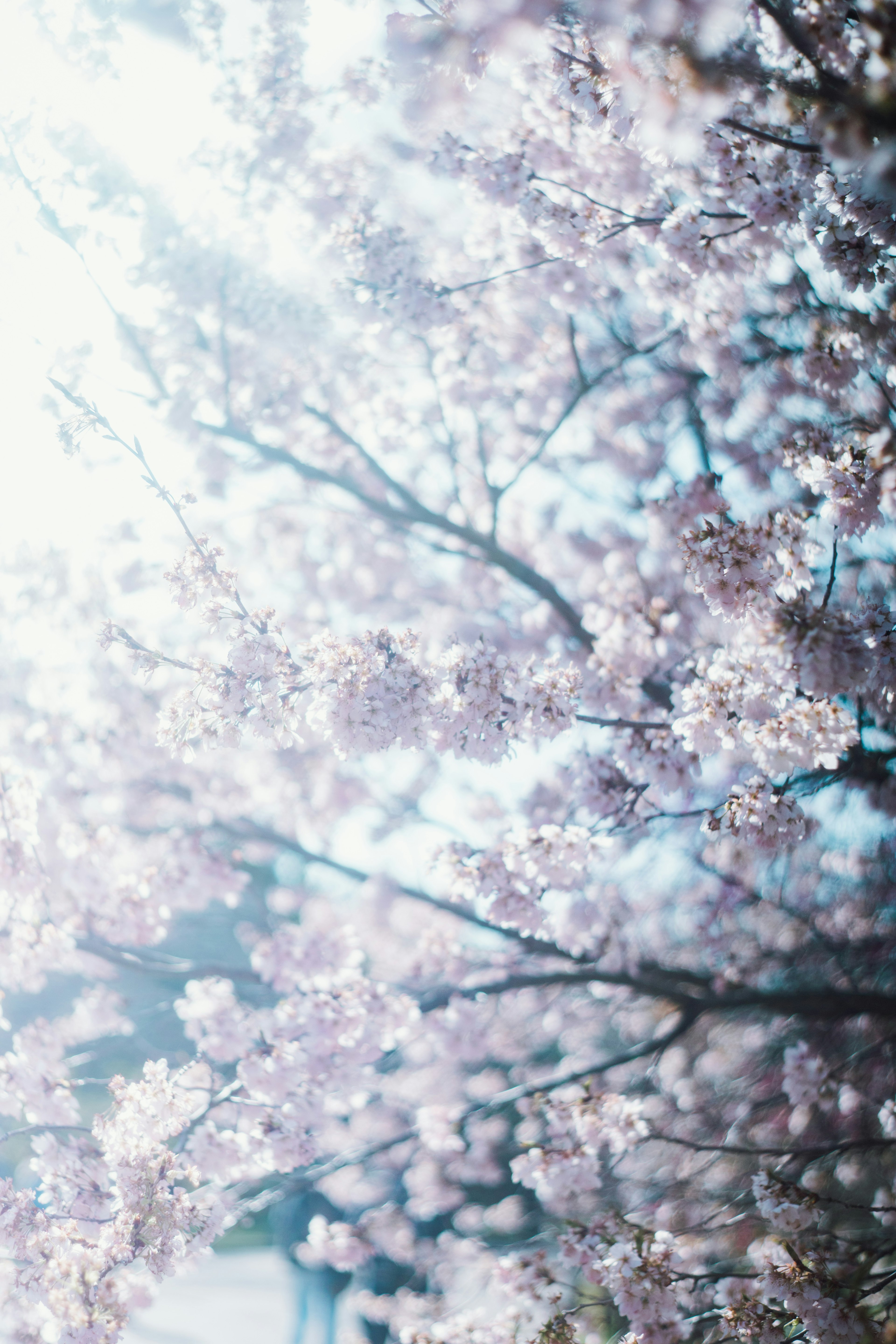 Nahaufnahme von zarten Kirschblüten an Ästen, beleuchtet von Sonnenlicht