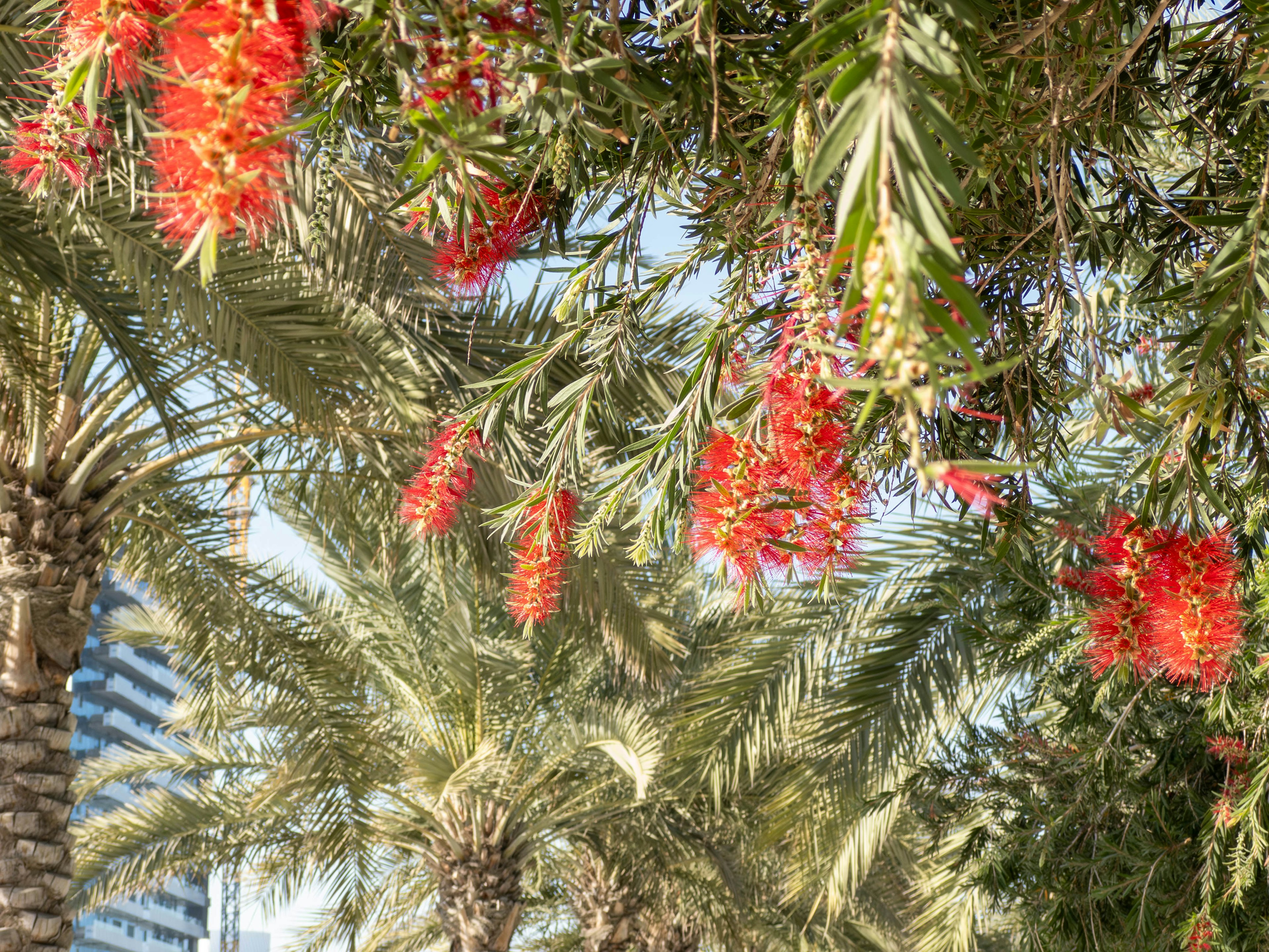 Pohon palem dengan bunga merah di bawah langit biru