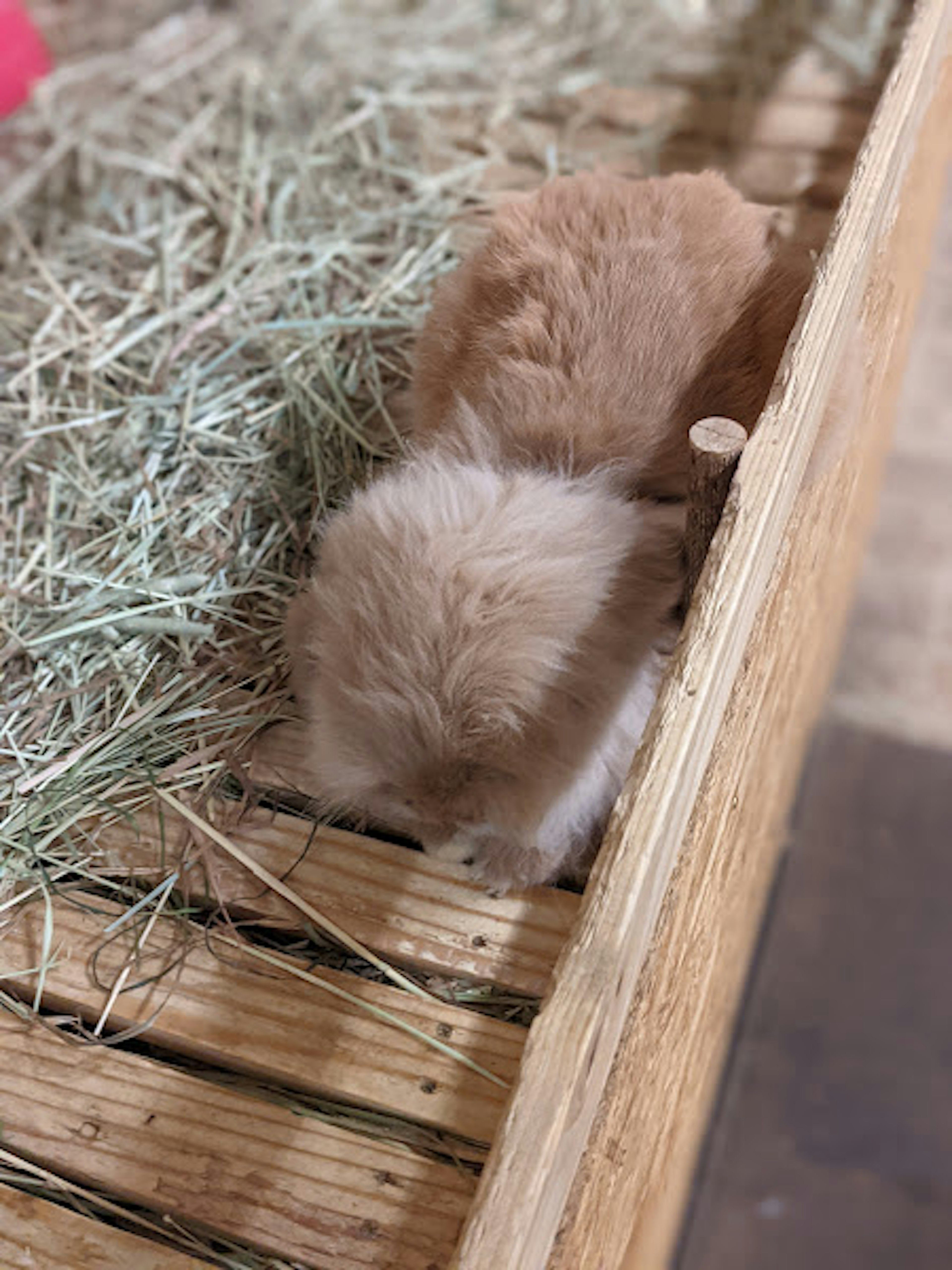 Zwei kleine Kaninchen spielen im Heu in einem Holzgehege