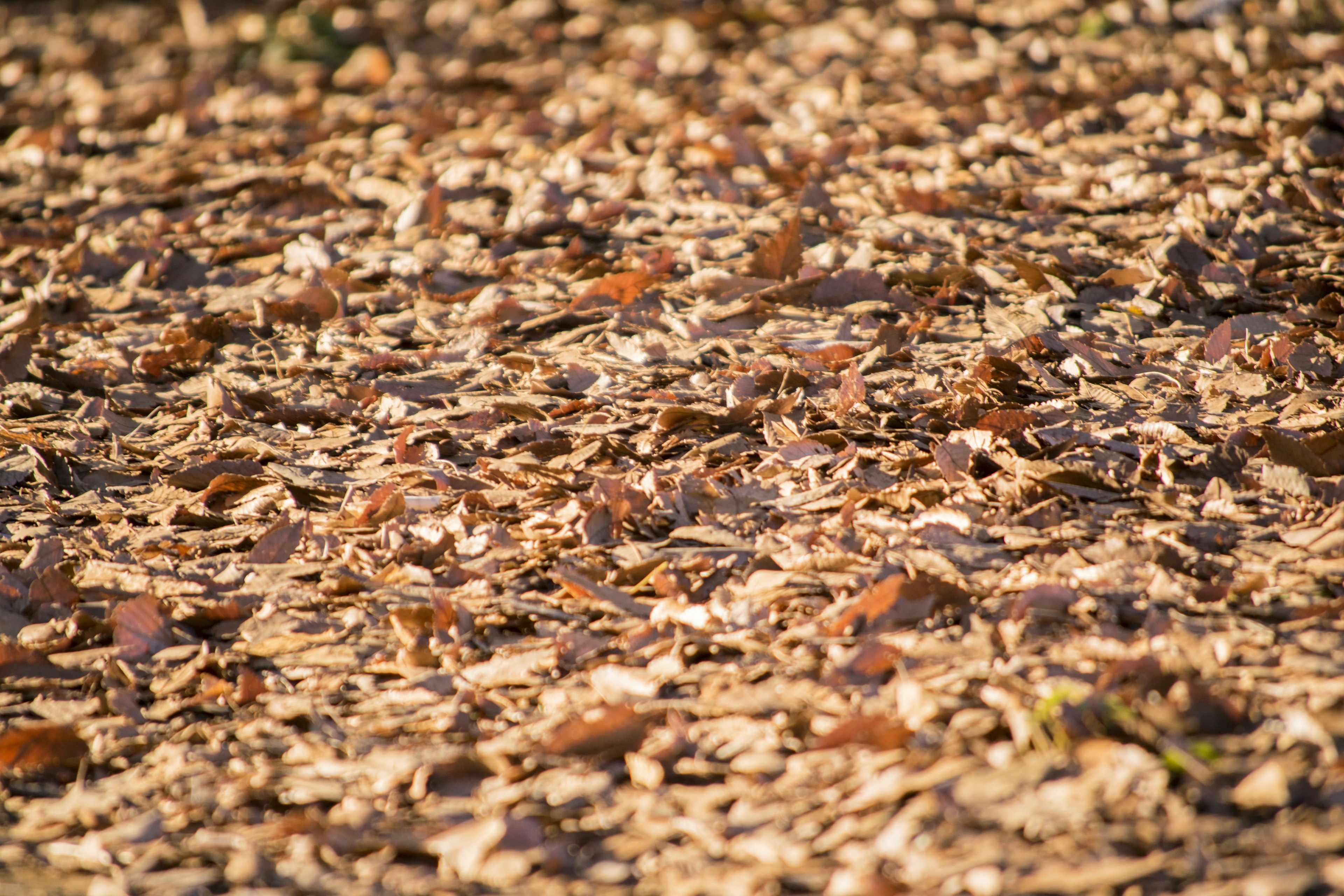 A pattern of dry fallen leaves spread across the ground