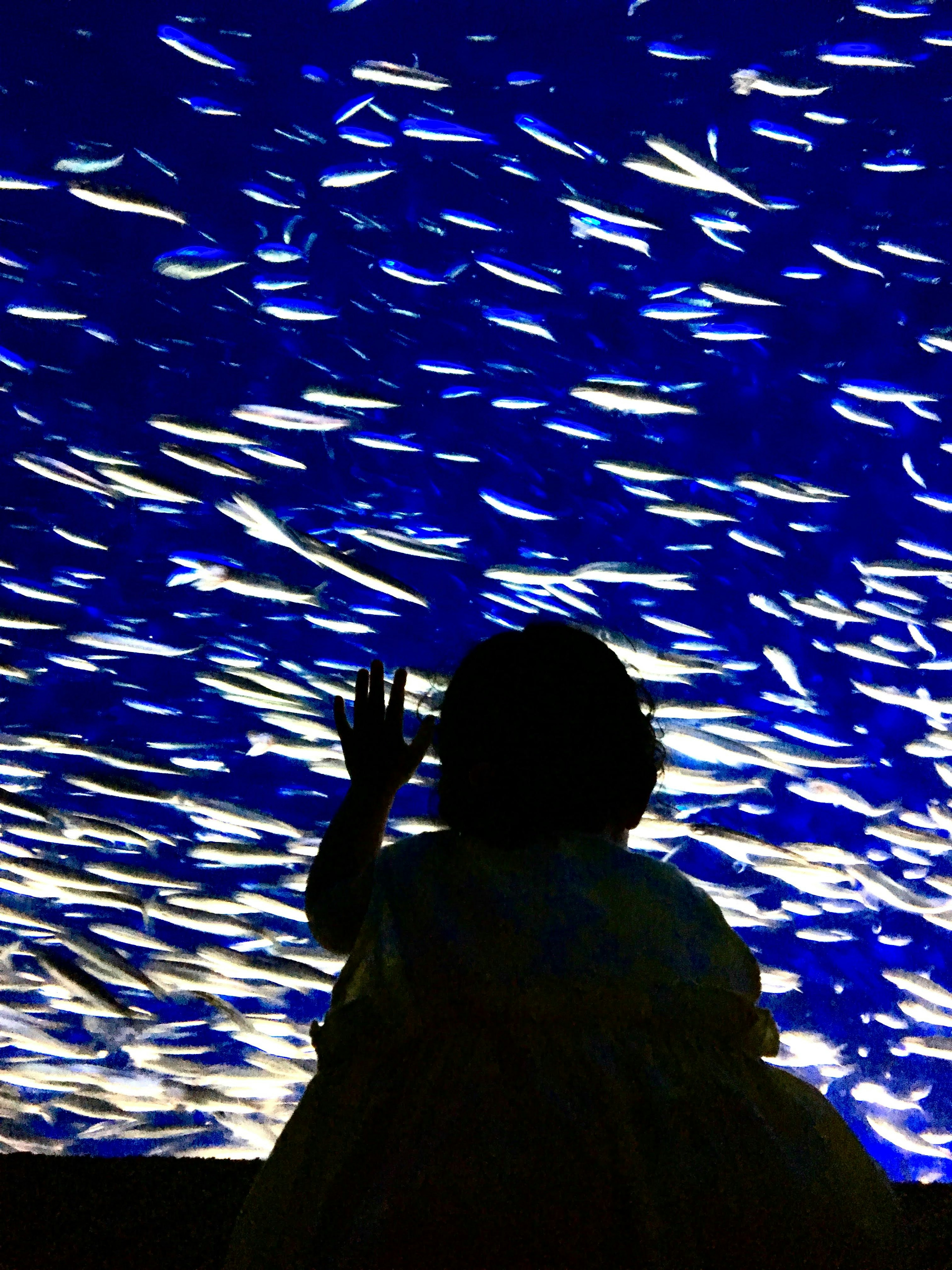 Silhouette d'un enfant tendant la main vers un banc de poissons sur fond bleu d'aquarium